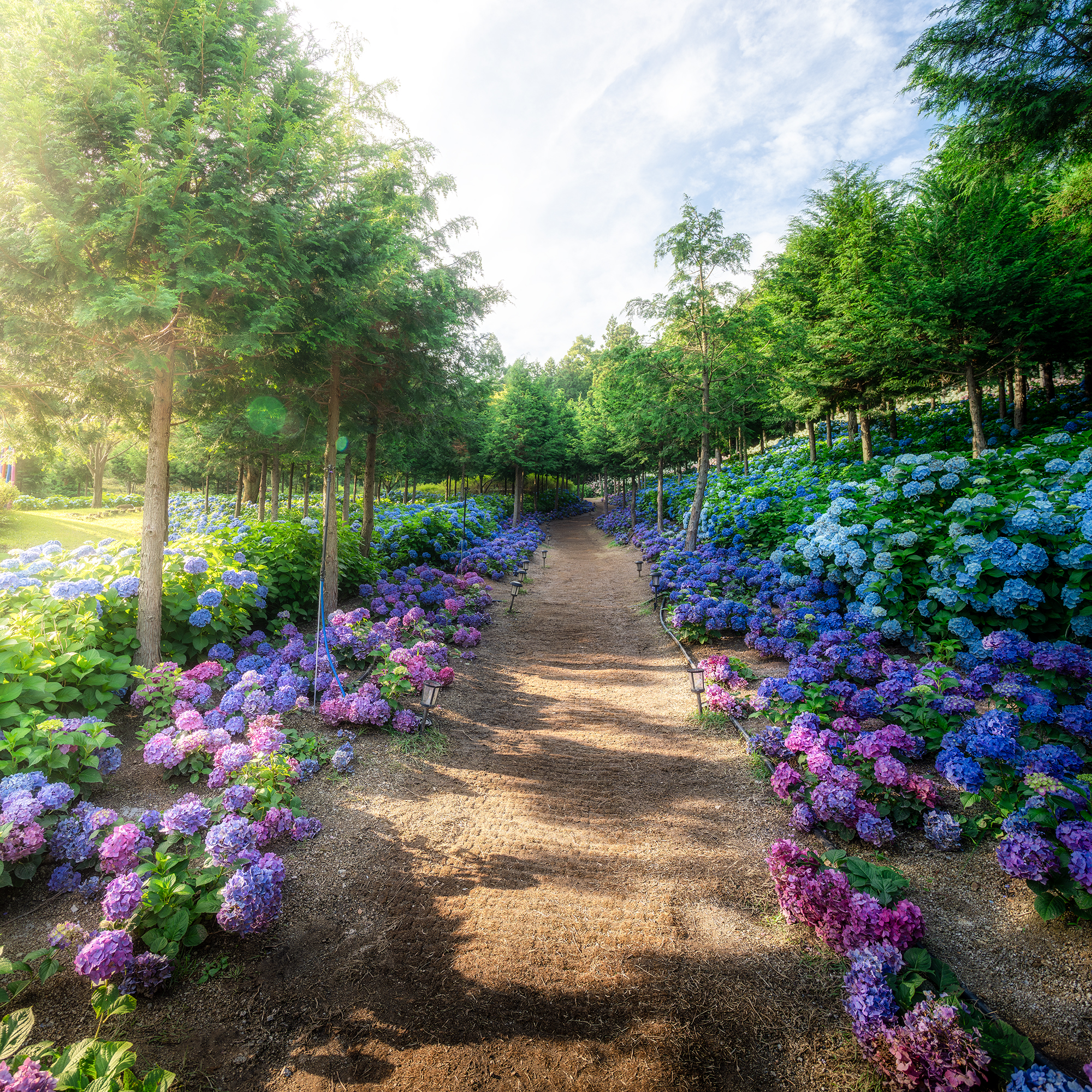 Hydrangea