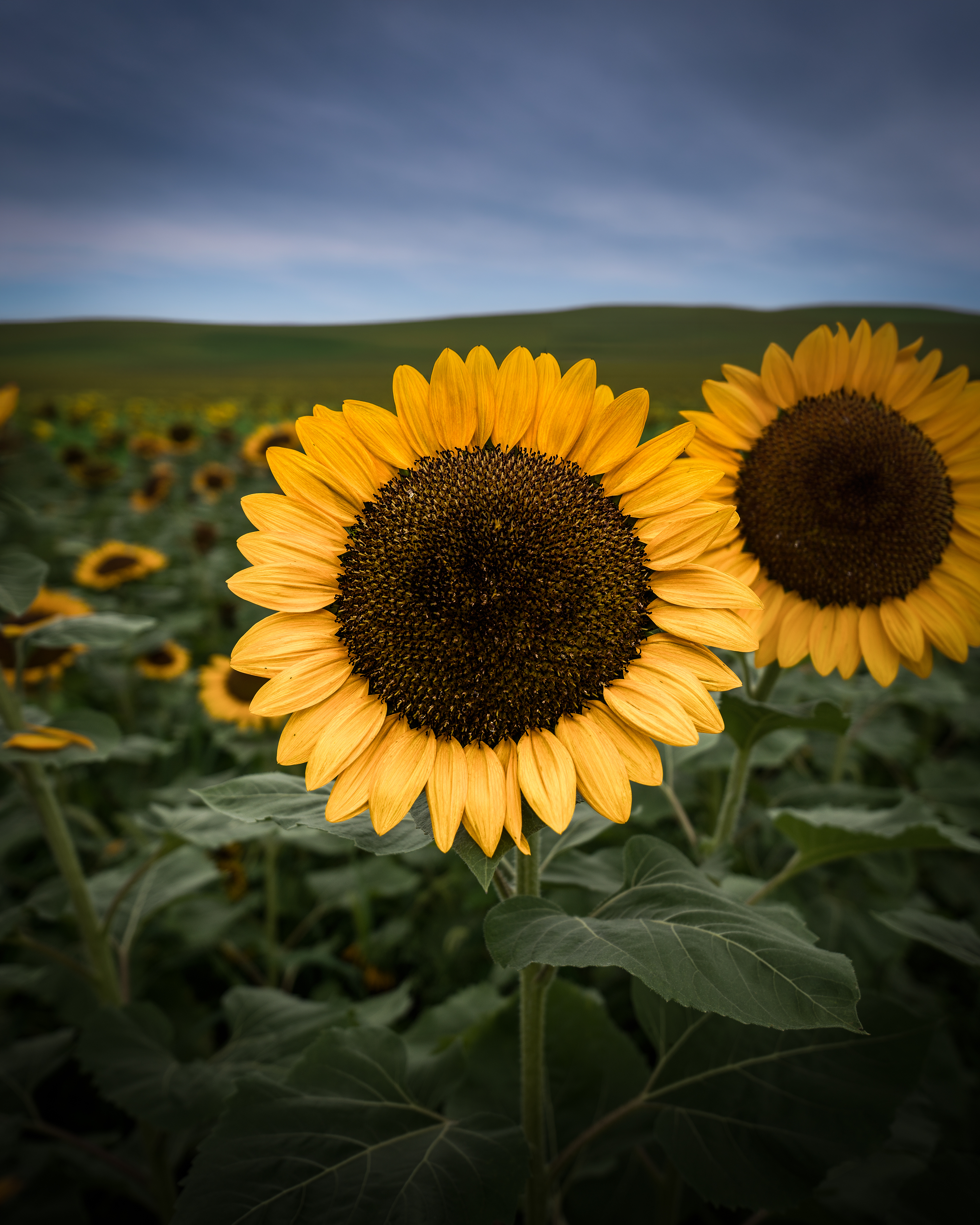 Sun Flower