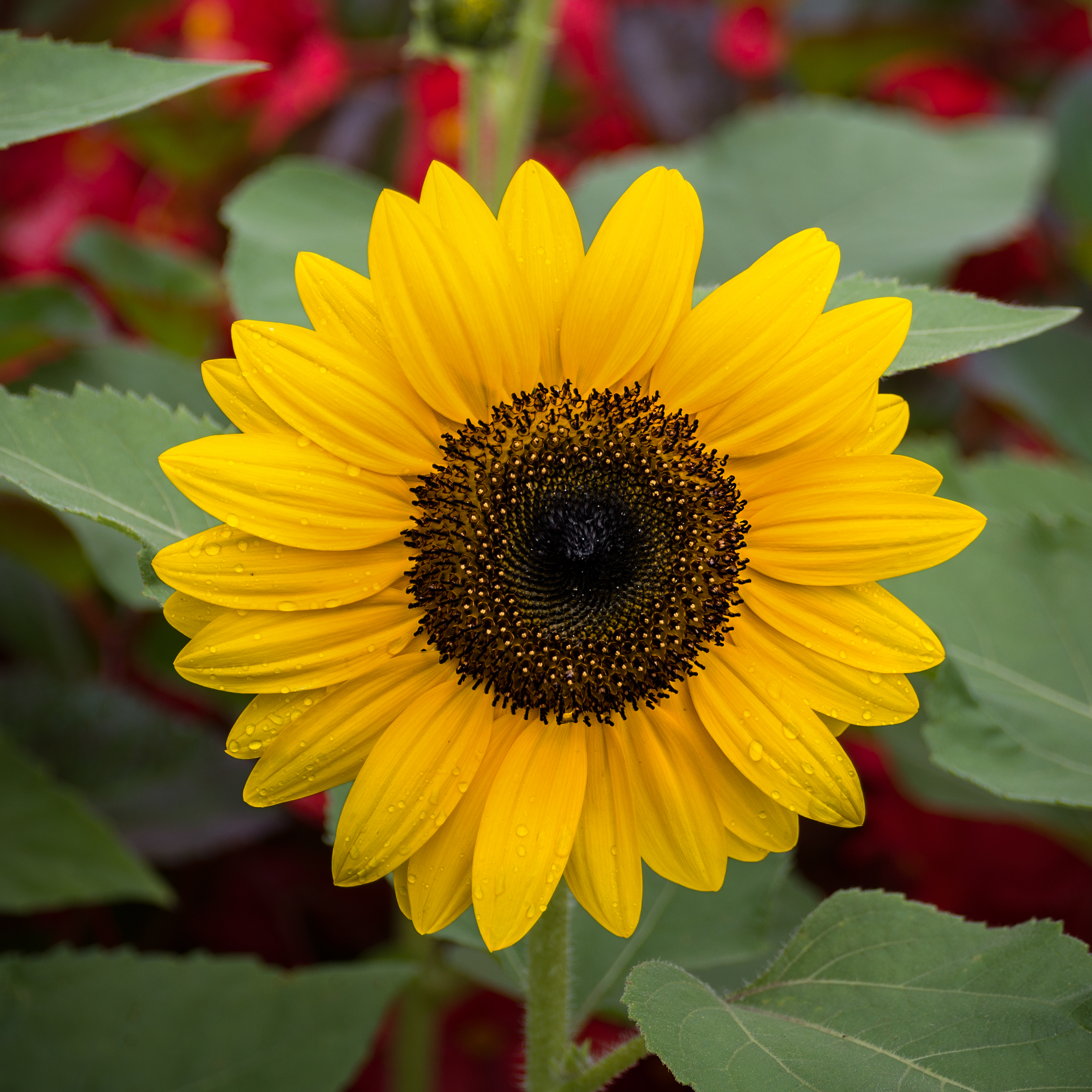 Sun Flower