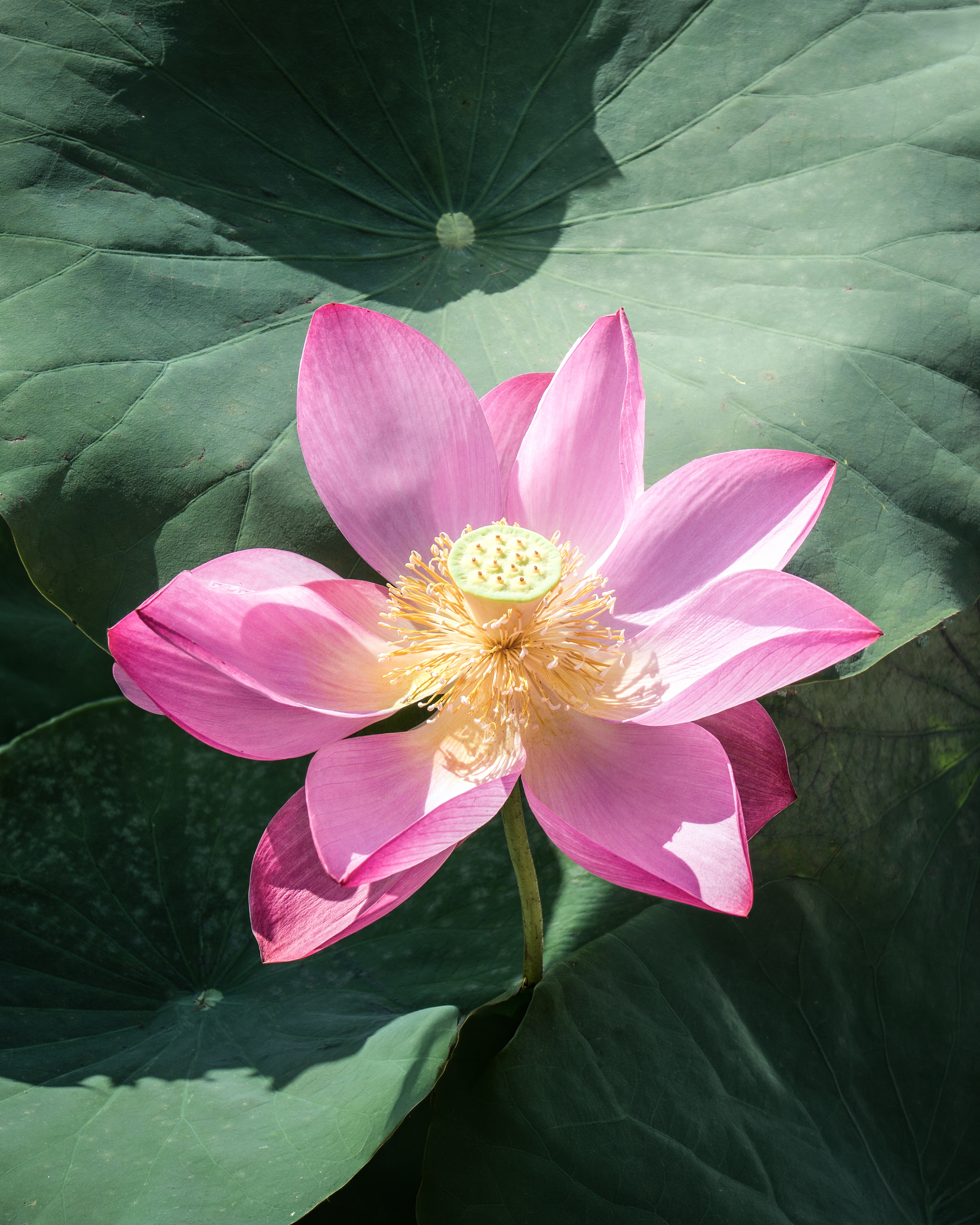 Lotus Flower