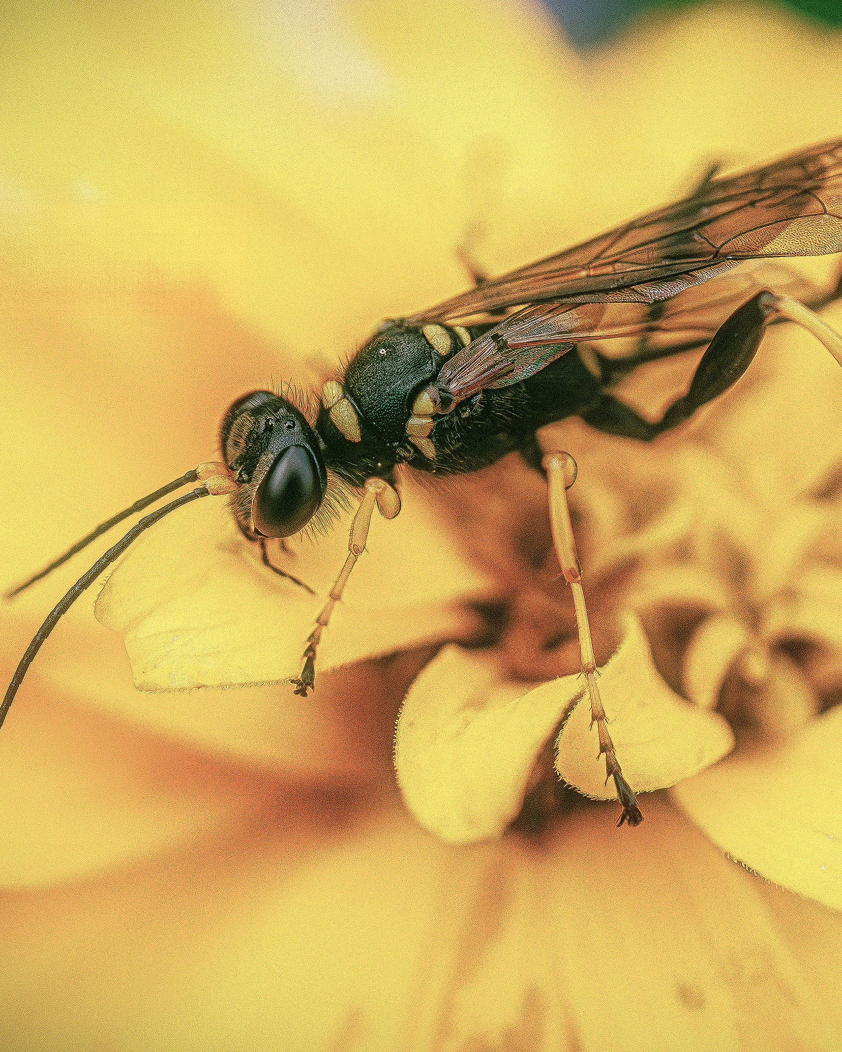 Bee