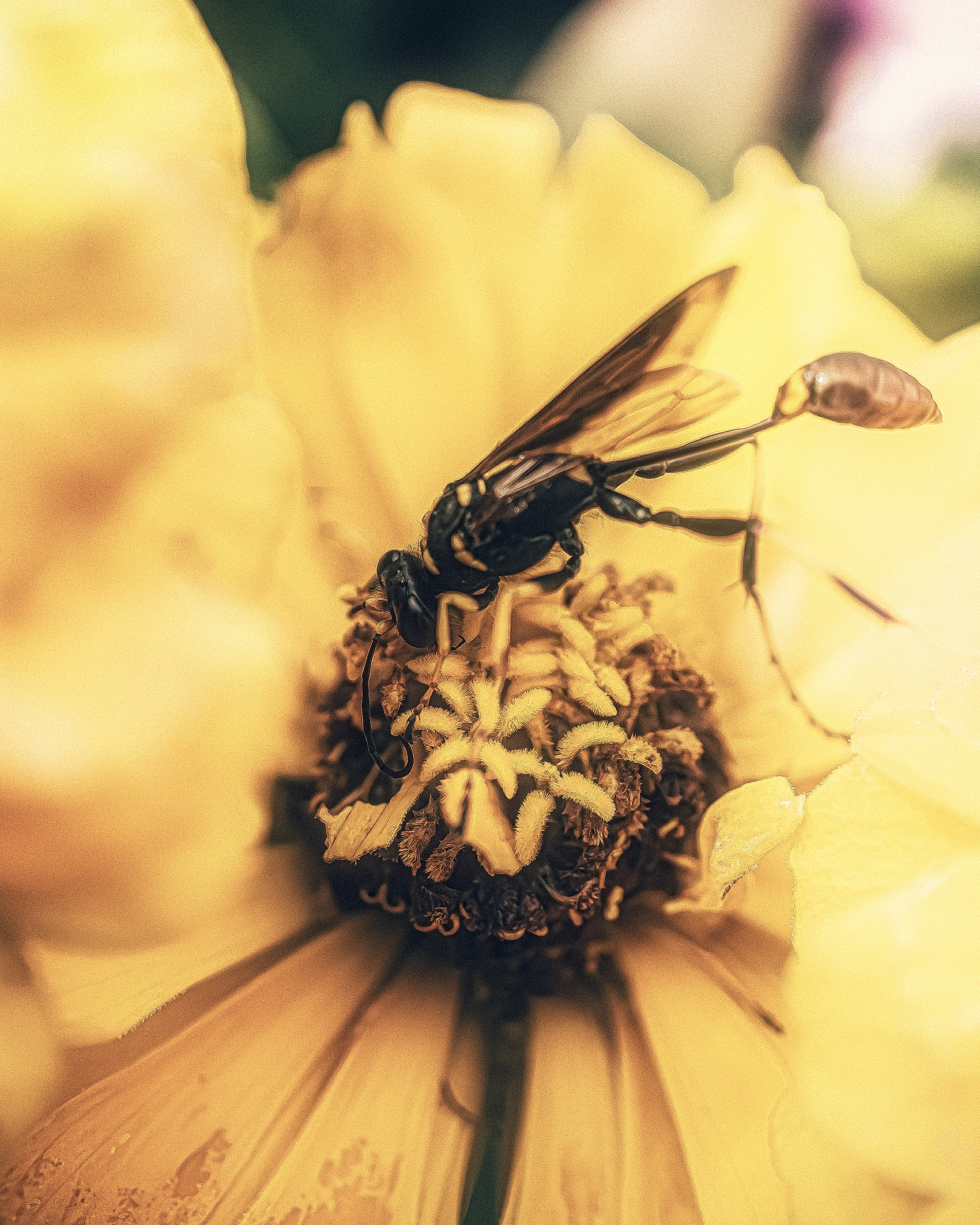 Bee