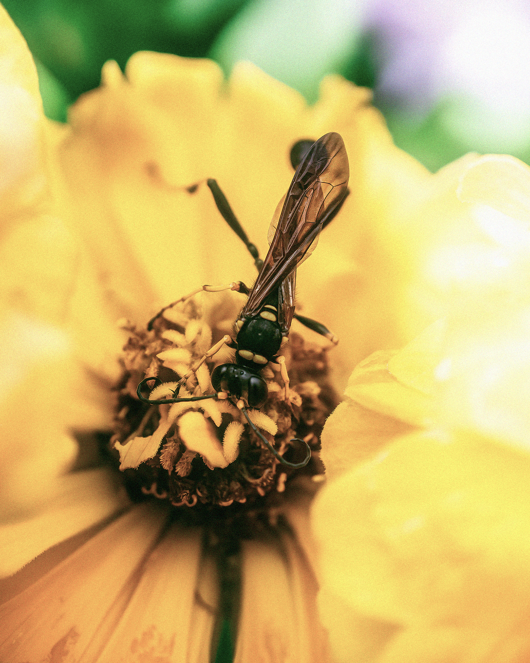 Bee