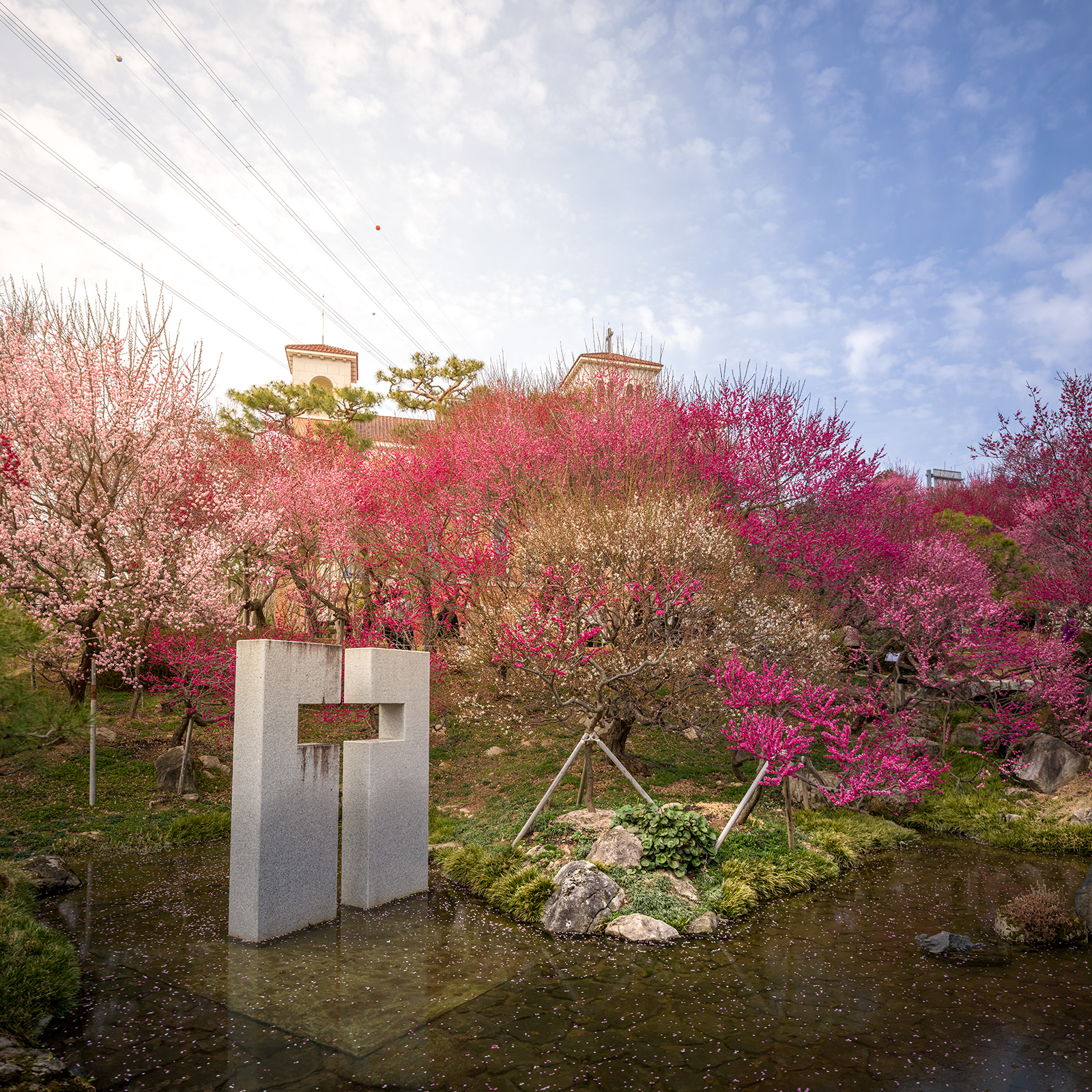 Plum Blossom