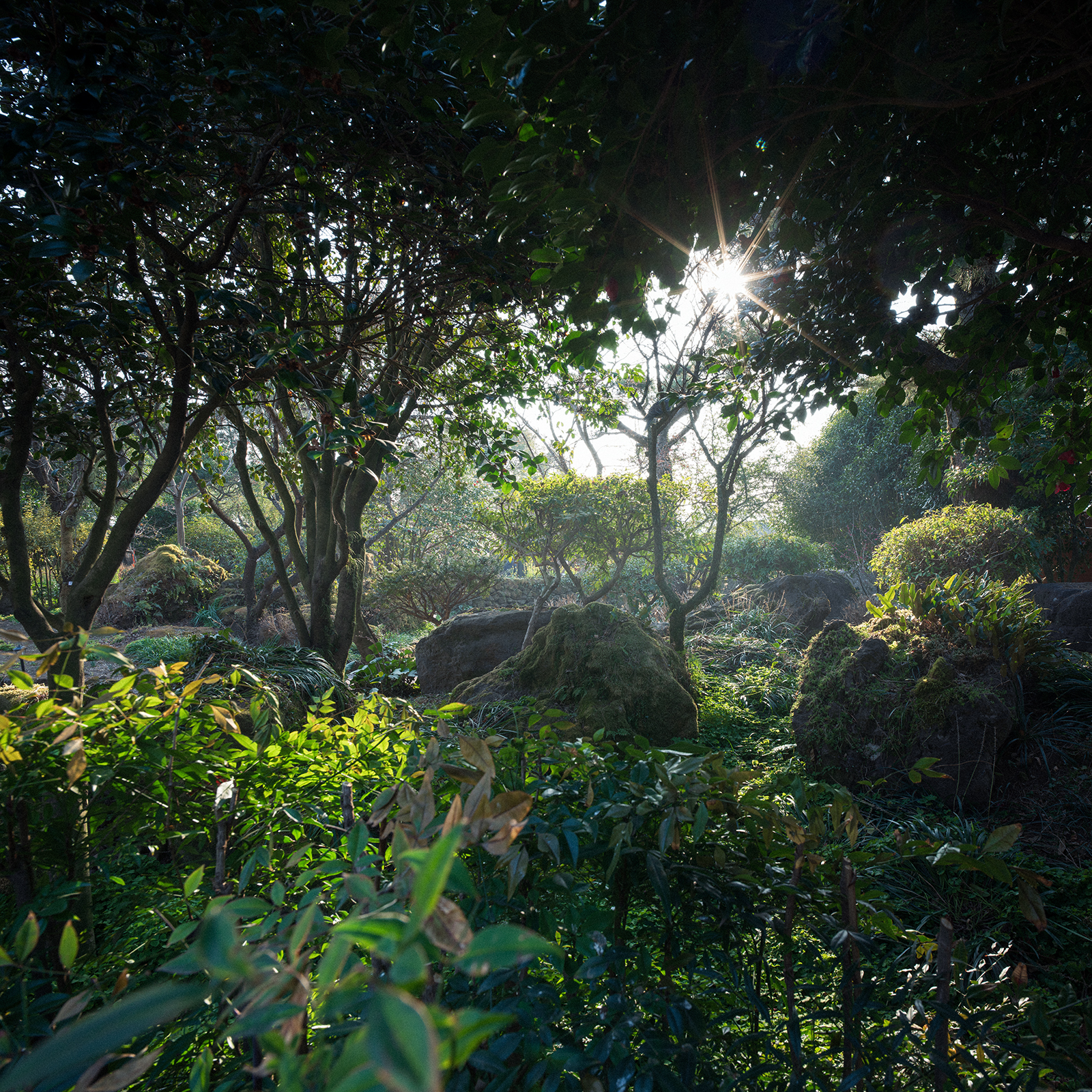 Forest