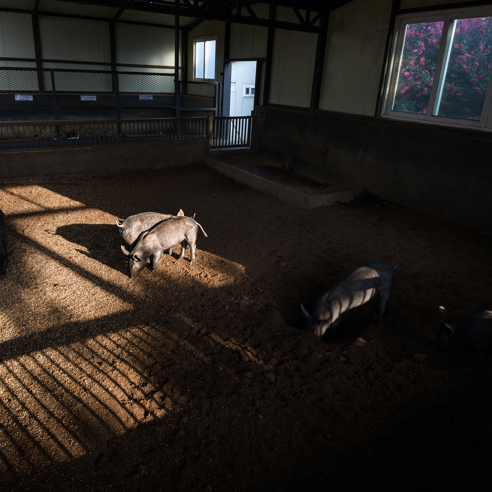 Pigs