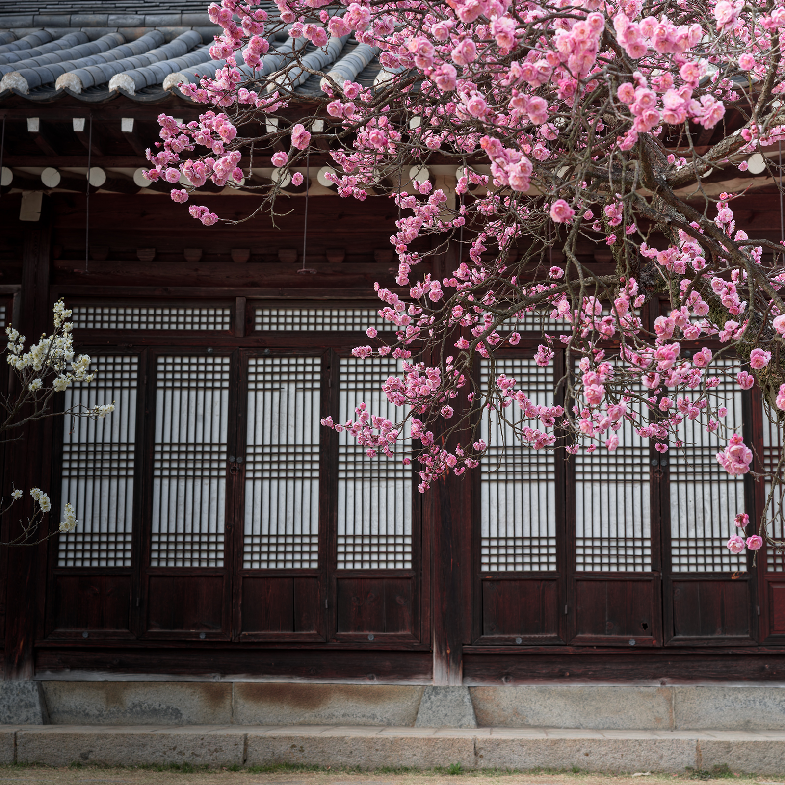 Plum Blossom