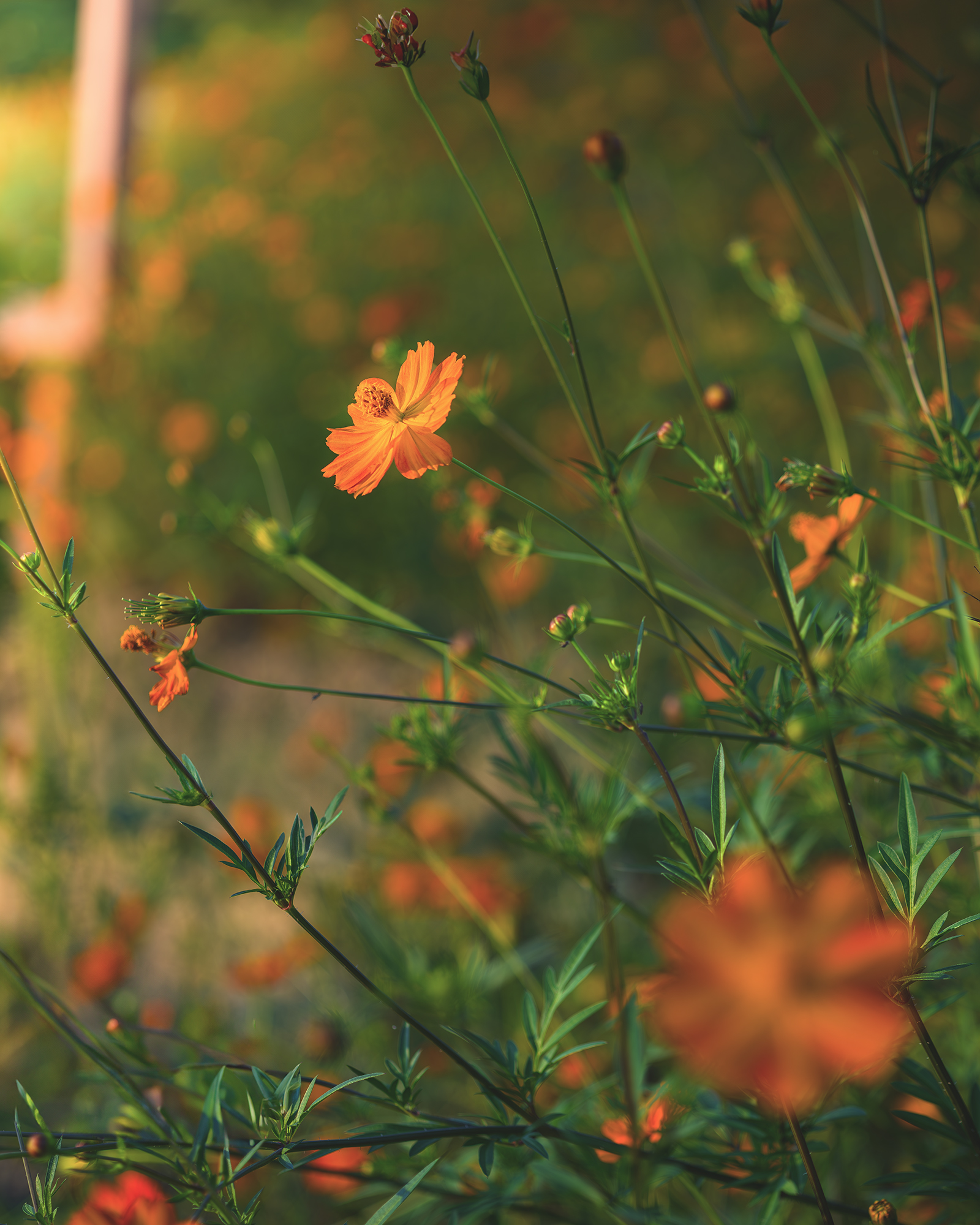 Cosmos Flower