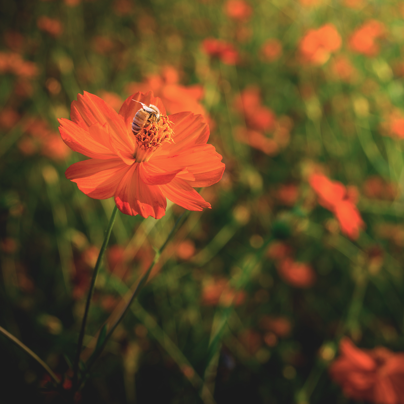 Cosmos Flower