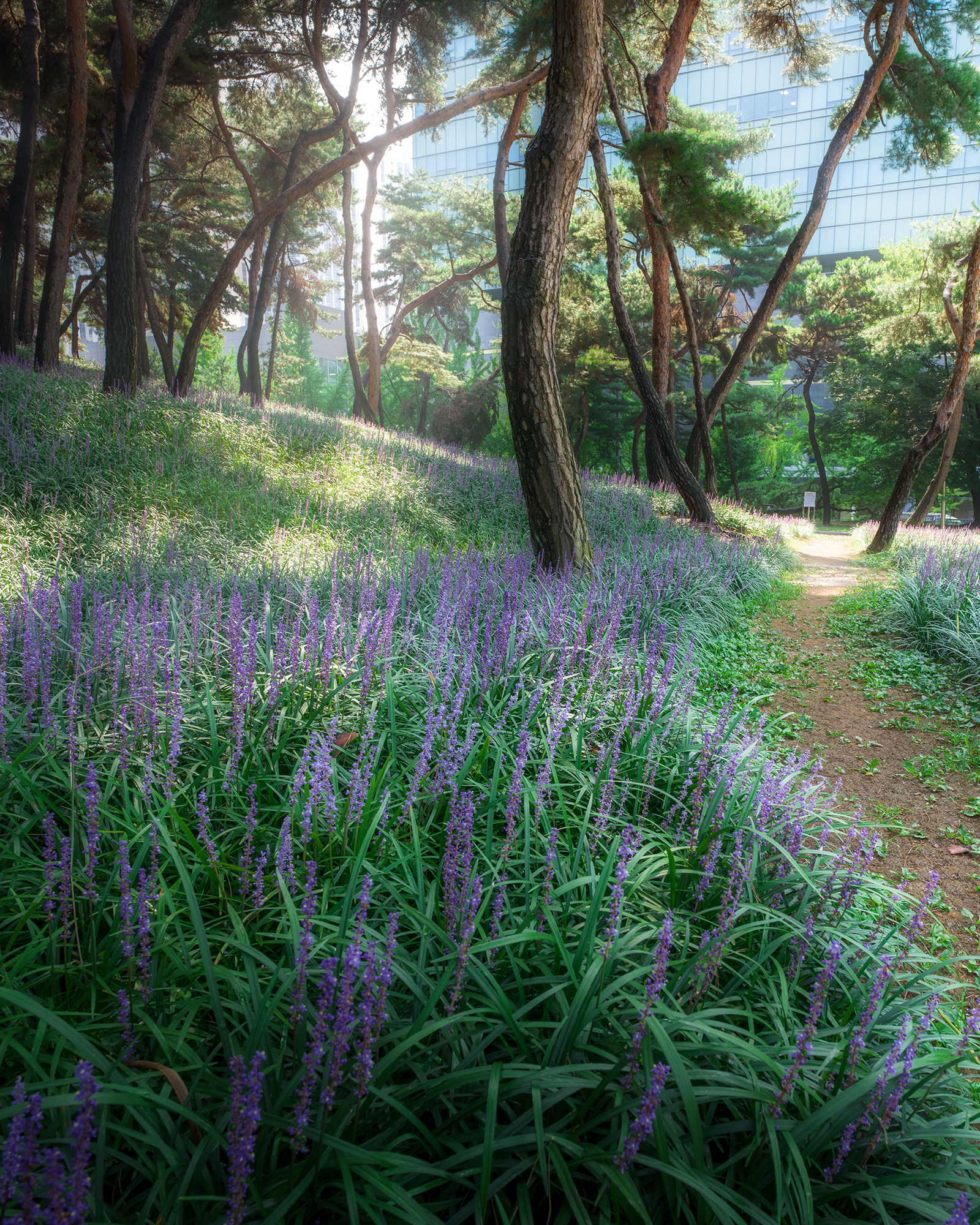 Lilyturf