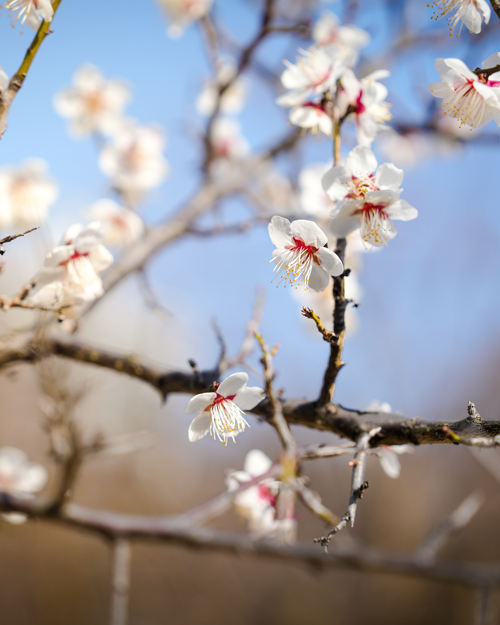 Plum Blossom - White plum blossoms on dark branches are softly lit against a blurred blue sky, creating a delicate springlike close-up. - #plumblossom #blossoms #flowers #floral #spring #macro #bokeh #nature #branches #softlight
