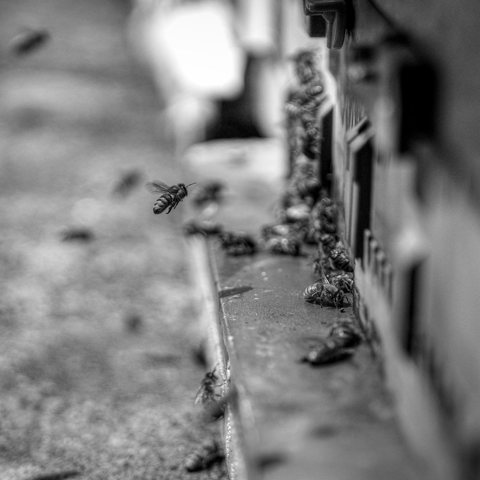 Bees - A black-and-white close-up shows bees flying and clustering around a hive entrance with shallow focus and soft, blurred surroundings. - #Bees #Bee #HoneyBee #HoneyBees #Bumblebee #Pollinator #Pollinators #Nature #Wildlife #MacroPhotography