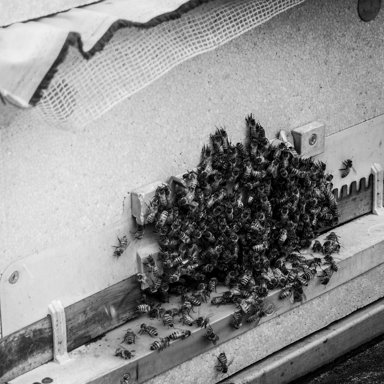 Bee swarm - A dense cluster of bees gathers at a hive entrance in a monochrome close-up, framed by textured mesh and hive hardware. - #BeeSwarm #SwarmOfBees #Bees #HoneyBees #BeeColony #BusyBees #BeeLife #Nature #Wildlife #NaturePhotography