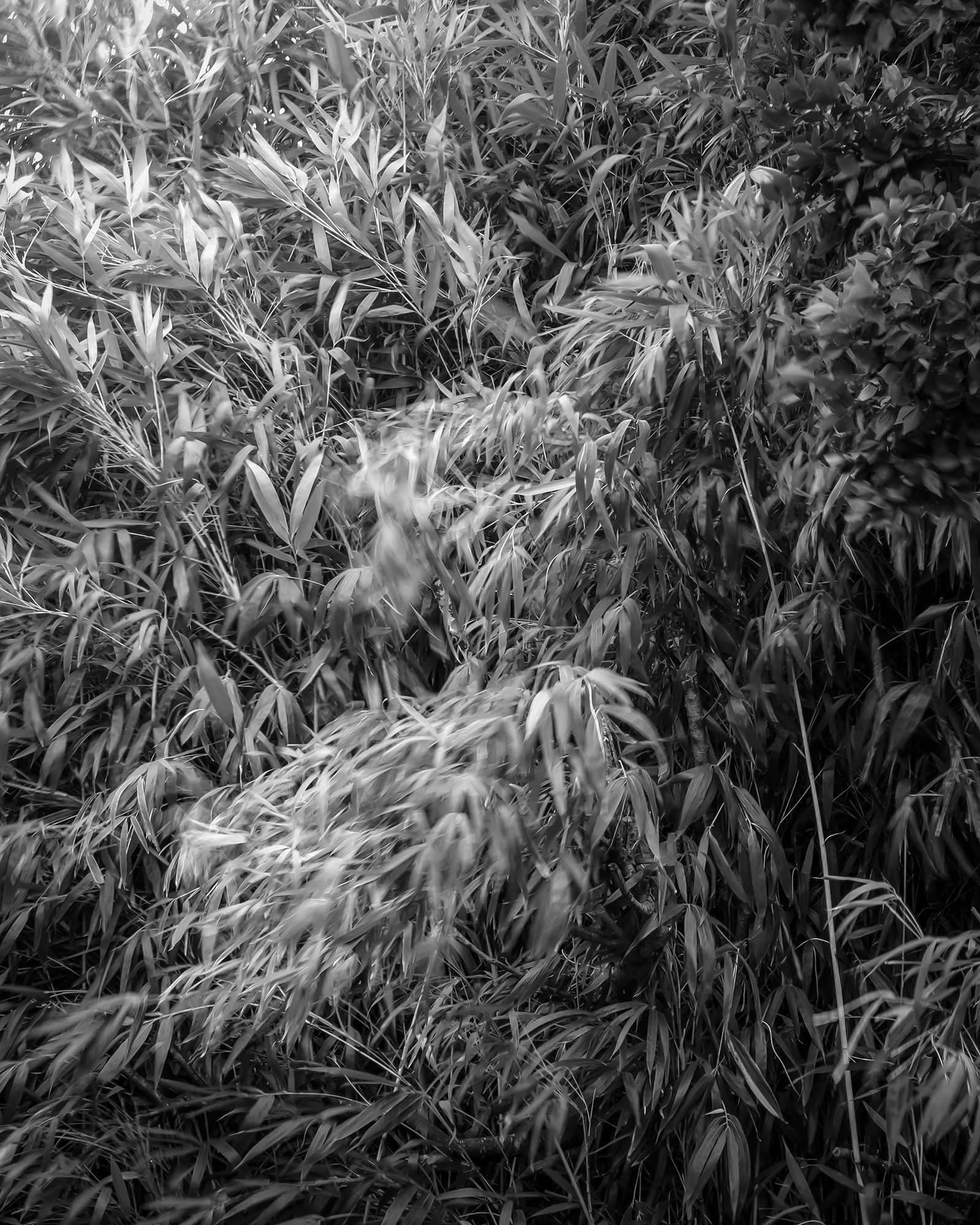 Thin Bamboo - A black-and-white close view of thin bamboo leaves fills the frame, with soft motion blur and dappled light creating a restless texture. - #Bamboo #ThinBamboo #SlenderBamboo #BambooForest #BambooGrove #GreenBamboo #Nature #Greenery #NaturePhotography #ForestPhotography