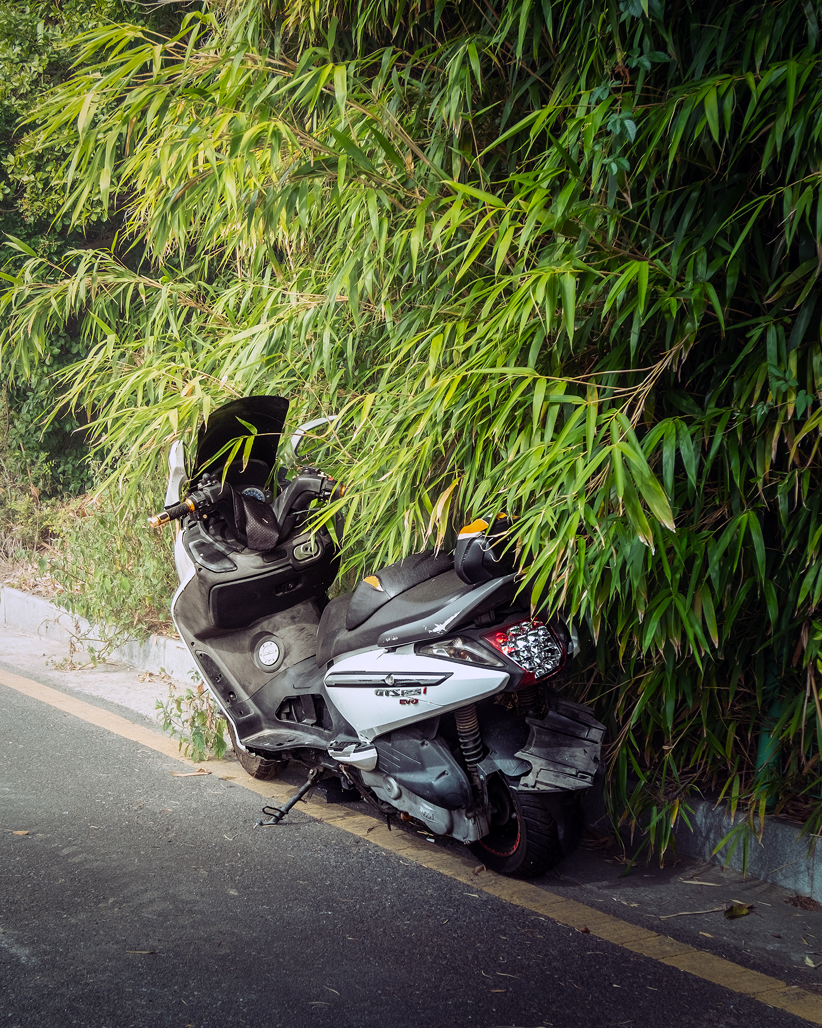 Scooter - A white scooter rests at the roadside beneath dense green bamboo, with warm sunlight filtering through the leaves. - #Bamboo #Scooter #BambooForest #NatureAndMachine #ScooterLife #ScooterPhotography #StreetPhotography #TravelPhotography #UrbanNature #PhotoOfTheDay