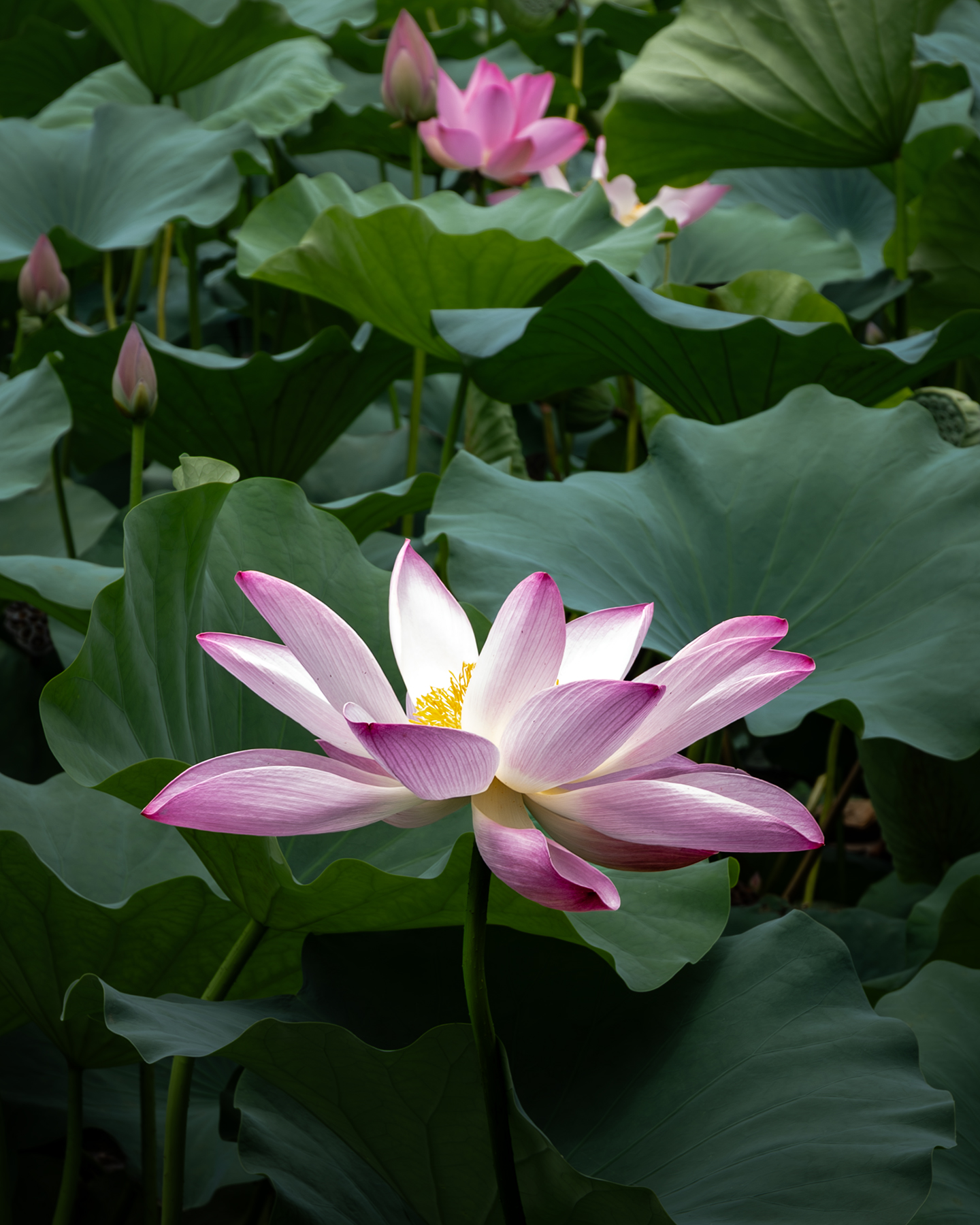 Lotus - A pink lotus blossom rises among broad green leaves, lit softly against a layered pond of buds and foliage. - #Lotus #LotusFlower #LotusBlossom #LotusBloom #LotusPond #WaterLily #AquaticPlants #FlowerPhotography #NaturePhotography #NatureLovers