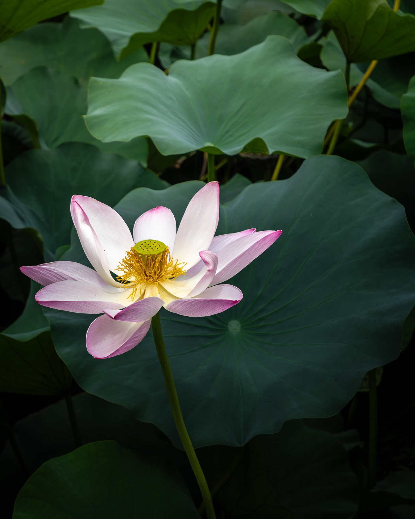 Lotus - A pink-and-white lotus bloom rises against broad dark green leaves in soft, subdued light. - #Lotus #LotusFlower #LotusBlossom #LotusBloom #LotusPond #WaterLily #AquaticPlants #FlowerPhotography #NaturePhotography #NatureLovers