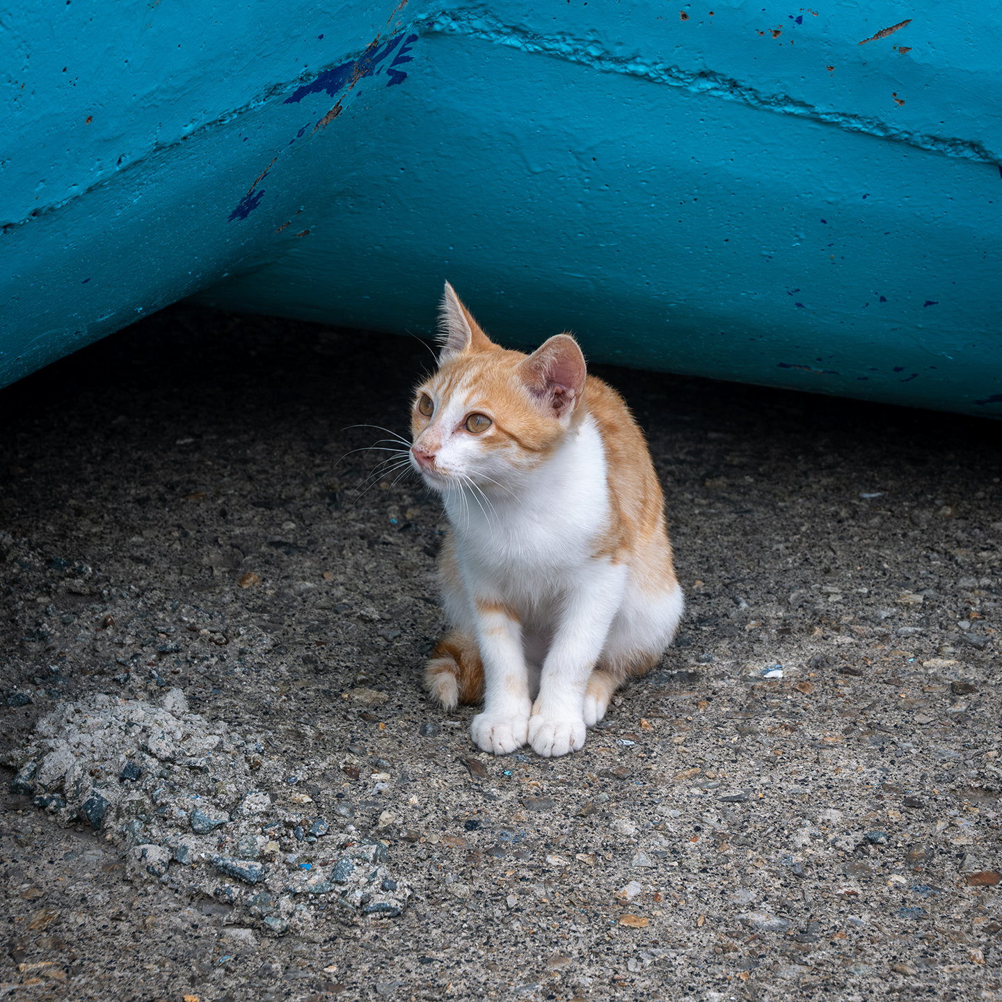 Cat - An orange and white kitten sits on rough concrete beneath a turquoise painted surface, looking left in soft shade. - #Cat #Yellow