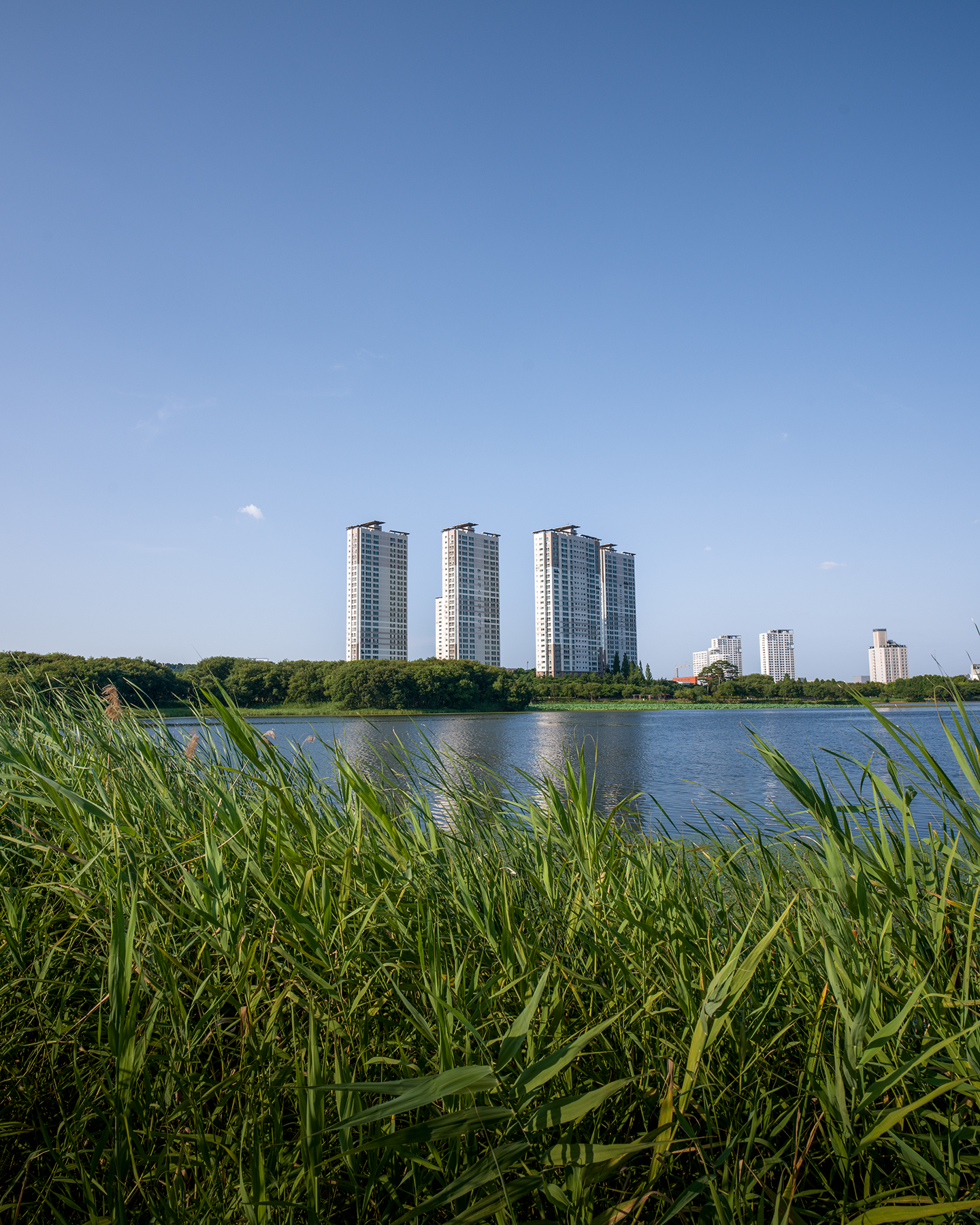 Osong - Tall apartment towers rise beyond a calm lake, framed by green reeds under a wide clear blue sky. - #Osong #Lake #Park #Apartment