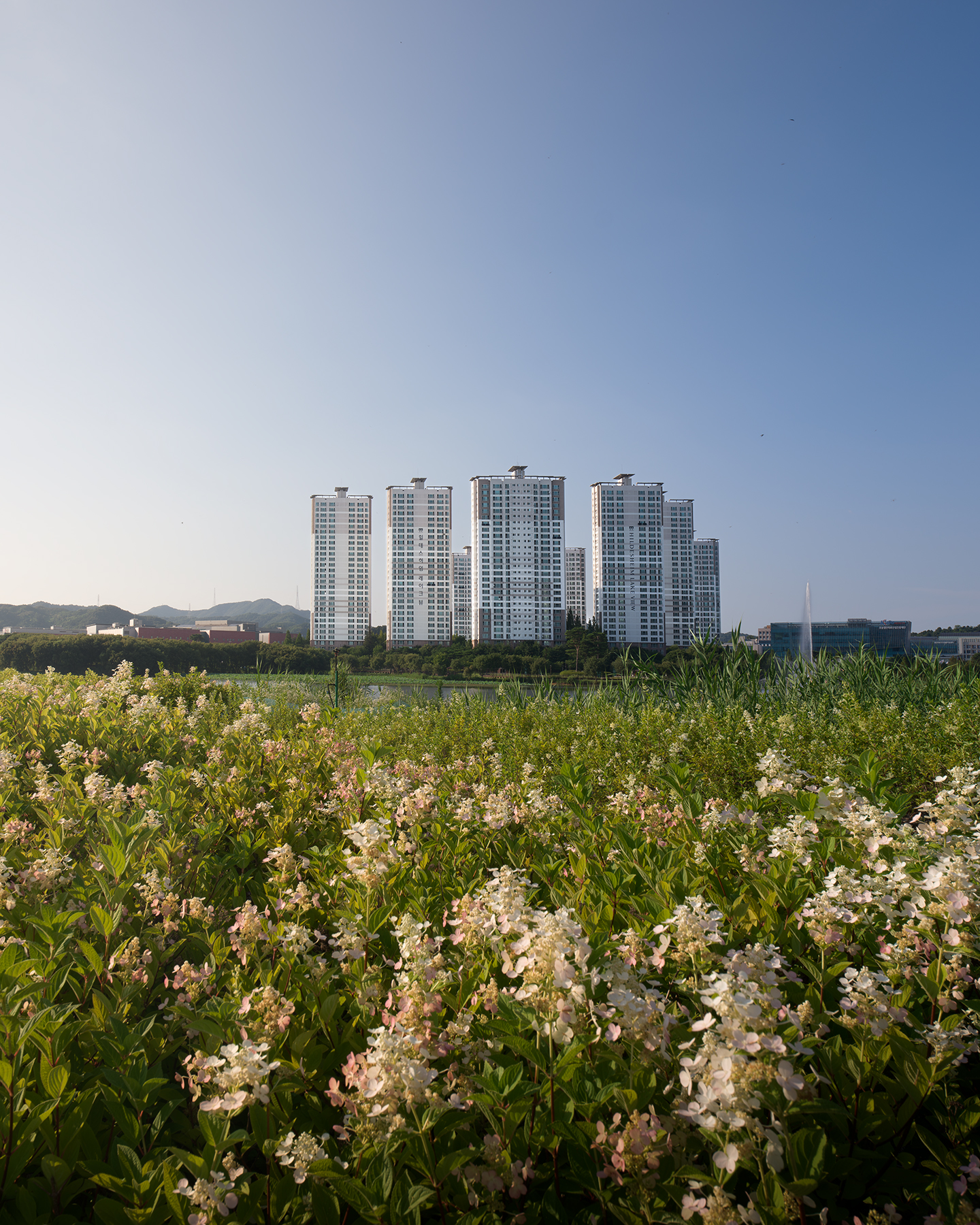 Osong - Flowering shrubs fill the foreground with high-rise apartment towers, distant hills, and a fountain under a clear blue sky. - #Osong #Lake #Park #Apartment