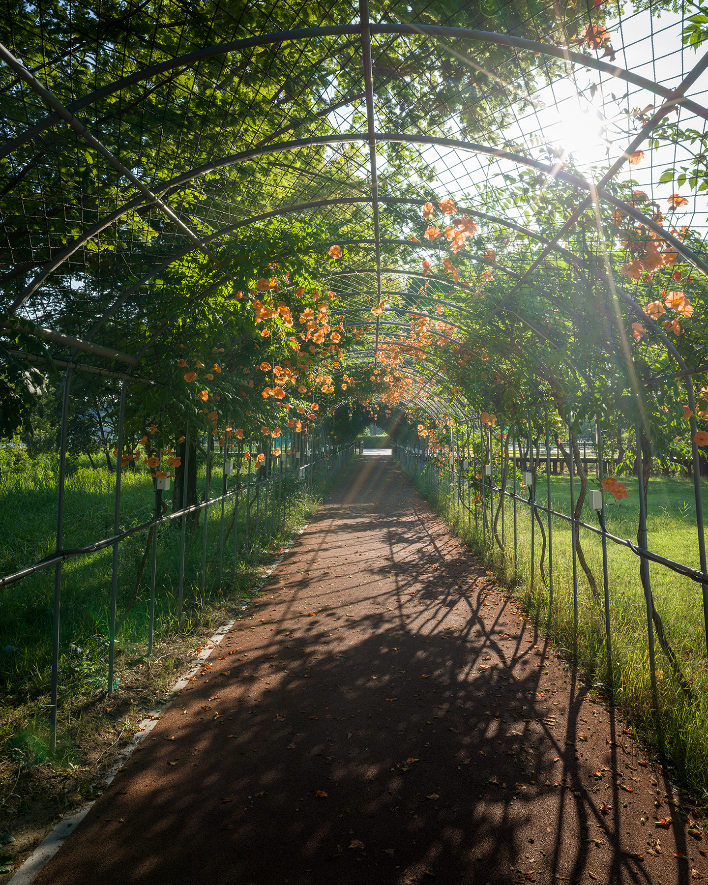 Trumpet vine - Sunlight streams through an arched trellis covered with green vines and orange trumpet flowers above a quiet garden path. - #TrumpetVine #ChineseTrumpetVine #CampsisGrandiflora #TrumpetFlower #OrangeFlowers #SummerFlowers #FlowerPhotography #FloralPhotography #NaturePhotography #Natur