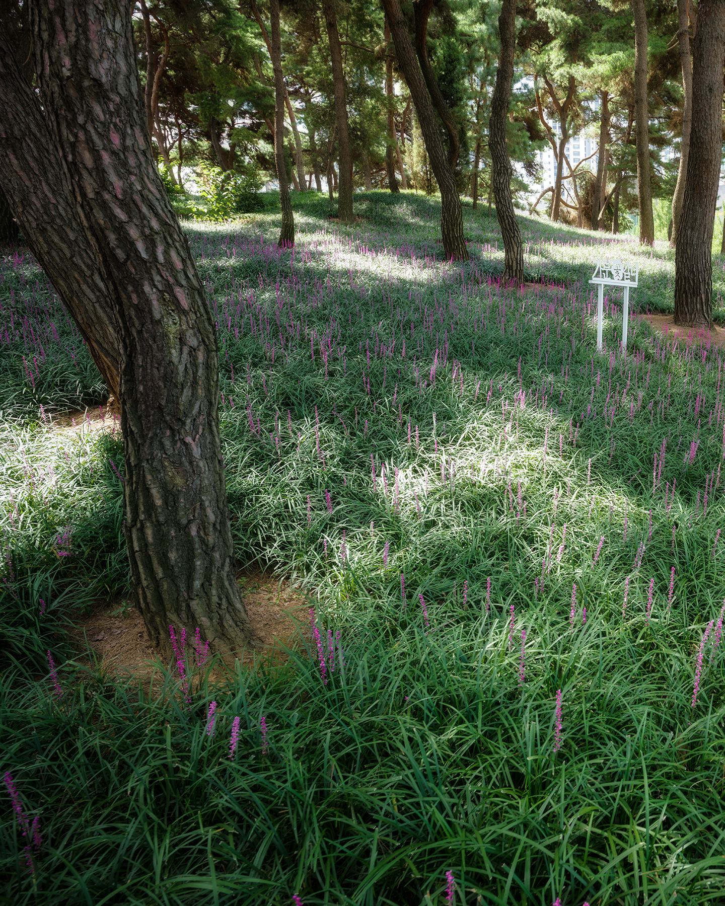 Lilyturf - Purple lilyturf flowers spread beneath tall pine trees in dappled sunlight, creating a quiet woodland garden scene. - #Cheongju