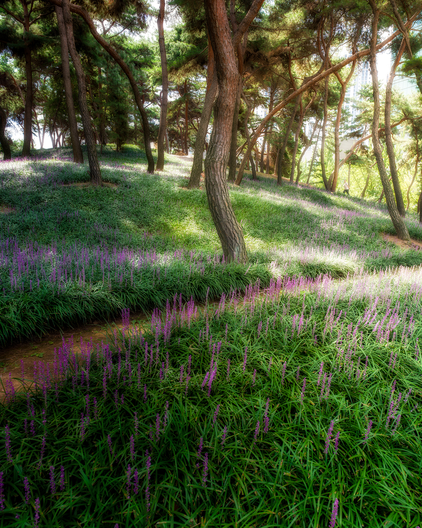 Lilyturf - Purple lilyturf blooms spread across a sunlit pine grove, with curving trunks and dappled light creating a calm woodland scene. - #Cheongju