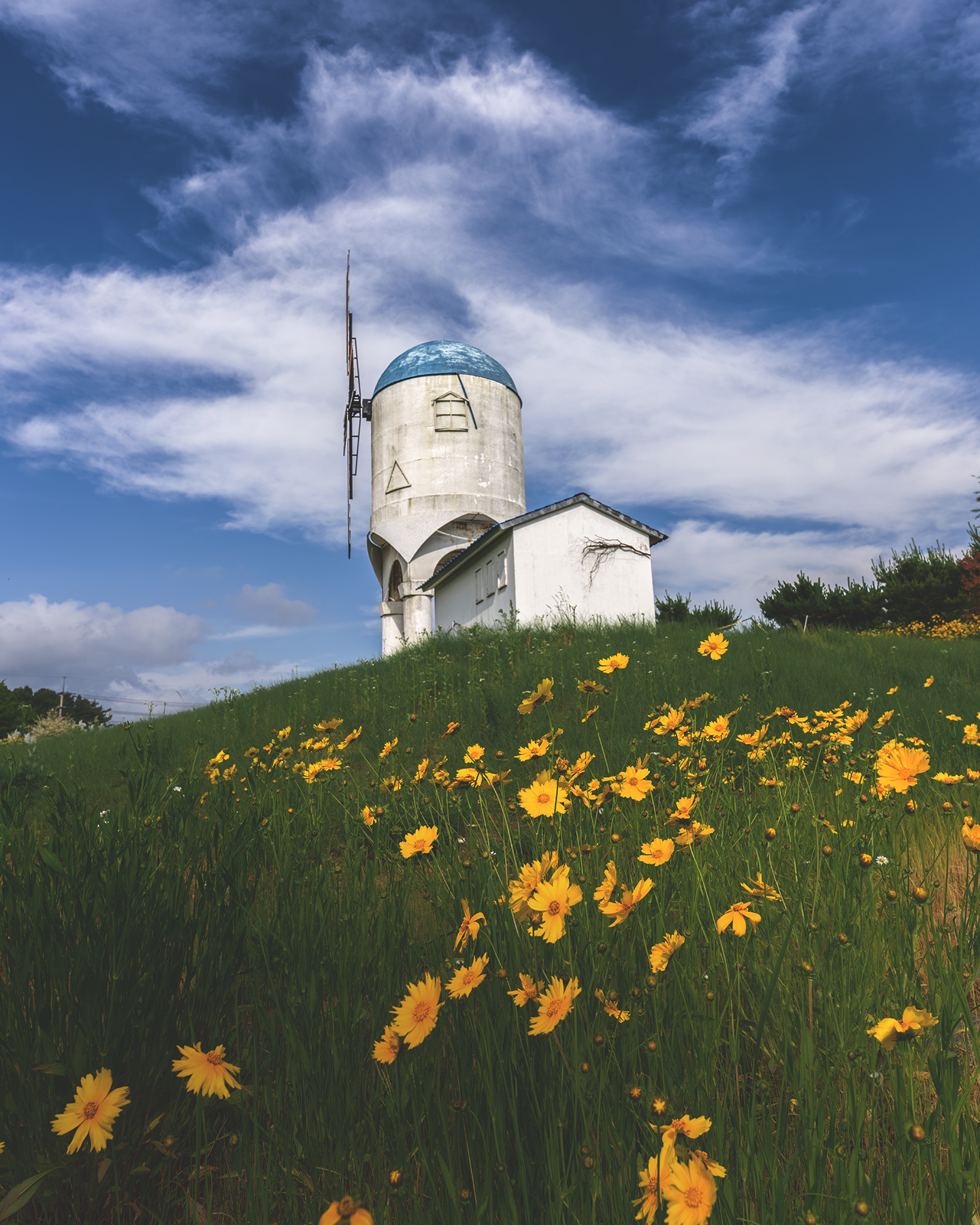 M Play Park - A white windmill-like tower rises above a grassy hillside filled with yellow flowers under a bright, cloud-streaked blue sky. - #MPlayPark #Taean #TaeanTravel #TaeanTrip #Coreopsis #CoreopsisFlowers #GoldenWave #YellowFlowers #FlowerField #FlowerGarden