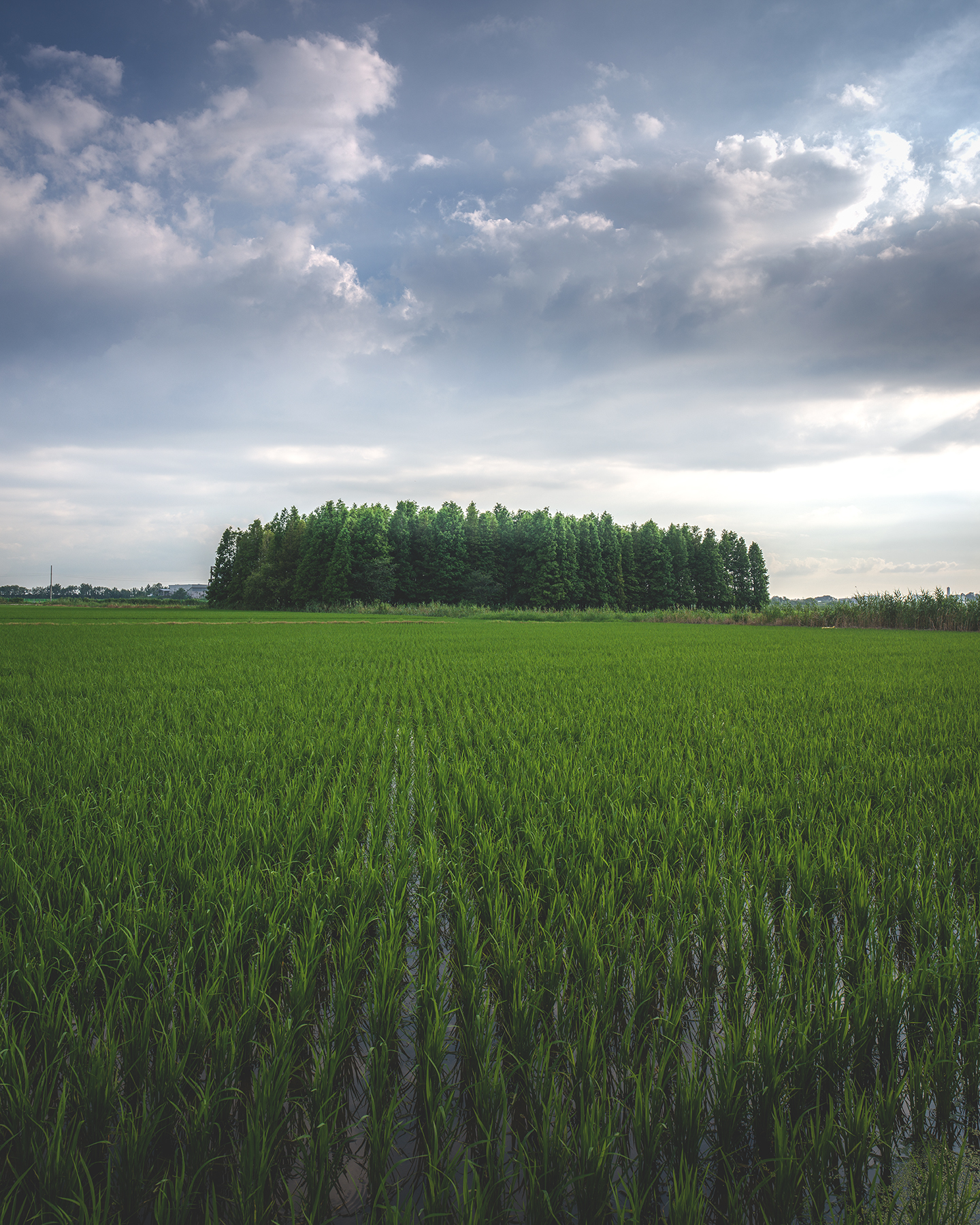 Gunsan - A green flooded rice field stretches toward a dense tree line beneath dramatic layered clouds and soft filtered light. - #OknyoIntersection #Gunsan #Metasequoia #MetasequoiaRoad #MetasequoiaTrees #TreeLinedRoad #GunsanTravel #GunsanTrip #Jeollabukdo #KoreaTravel