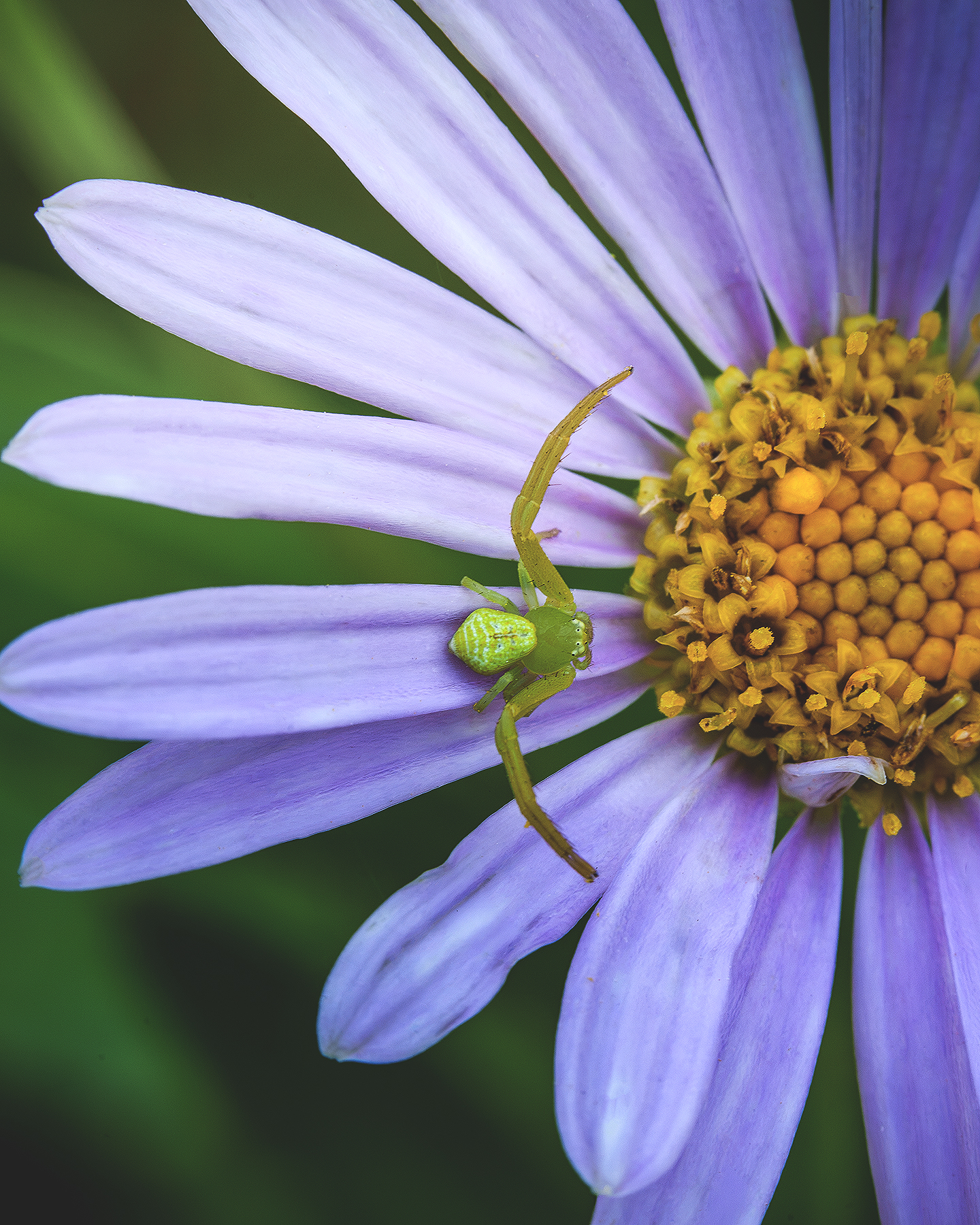 Crab Spider - A green crab spider rests on a purple flower petal beside a yellow center, captured in a close macro view with soft natural light. - #CrabSpider #GreenCrabSpider #Thomisidae #Spider #SpiderPhotography #KoreanAster #AsterKoraiensis #AsterFlower #PurpleFlower #Wildflower
