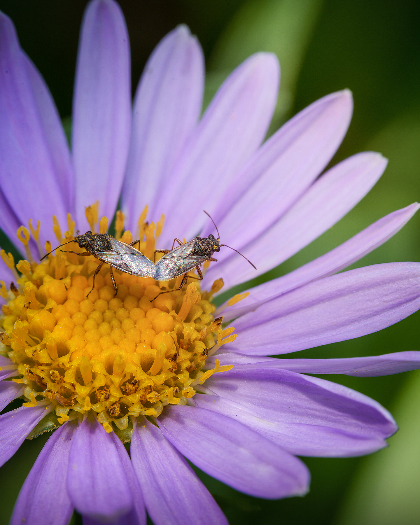True Bug - Two true bugs rest on the yellow center of a purple flower, captured in bright macro detail against a soft green background. - #KoreanAster #AsterKoraiensis #AsterFlower #PurpleFlower #Wildflower #TrueBug #TrueBugs #Hemiptera #Insect #Insects