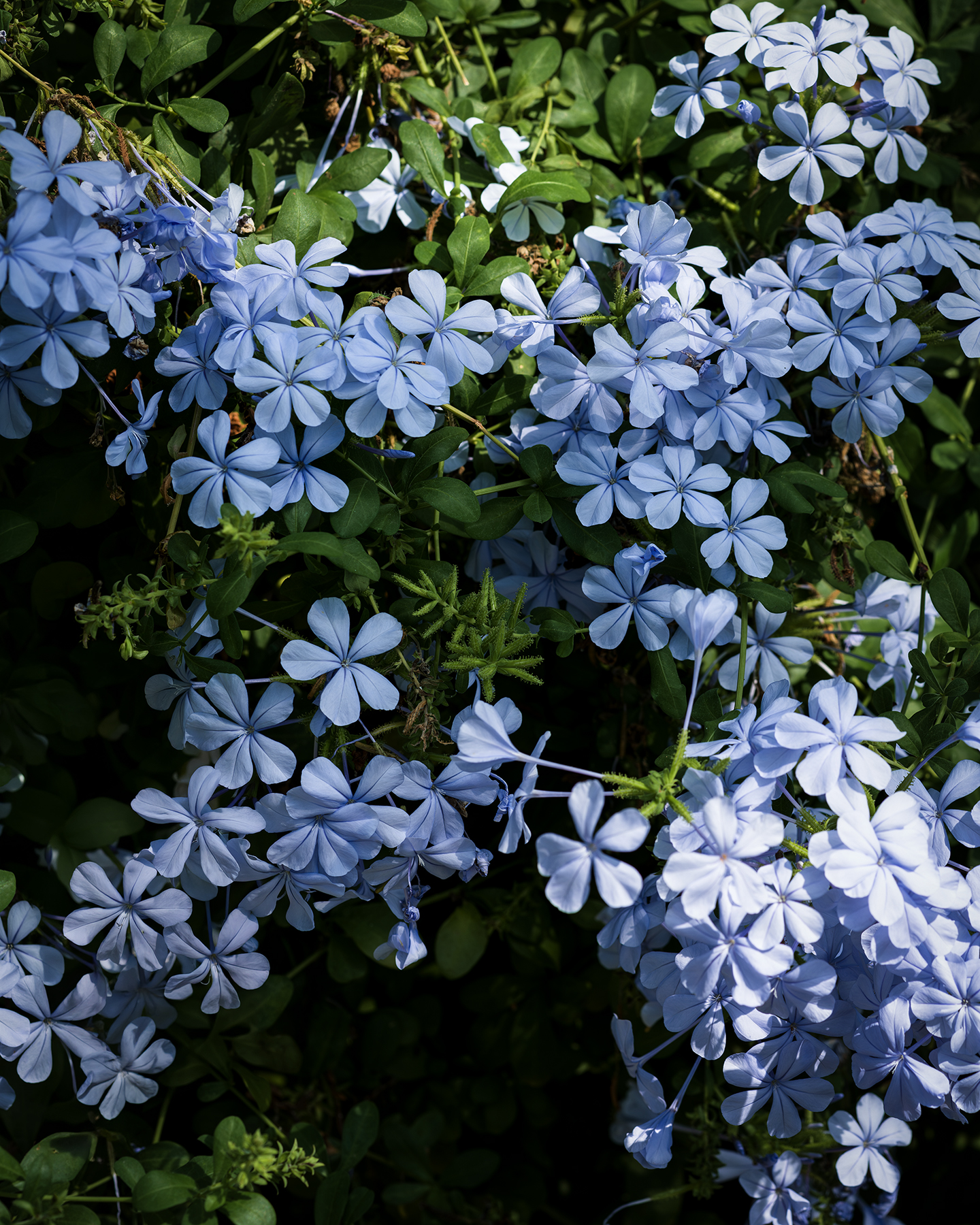 Flower - Pale blue flowers cluster among dark green leaves, with bright sunlight and deep shadows creating a calm garden close-up. - #flowers #blueflowers #garden #greenleaves #floral #closeup #nature #sunlight #shadows #botanical
