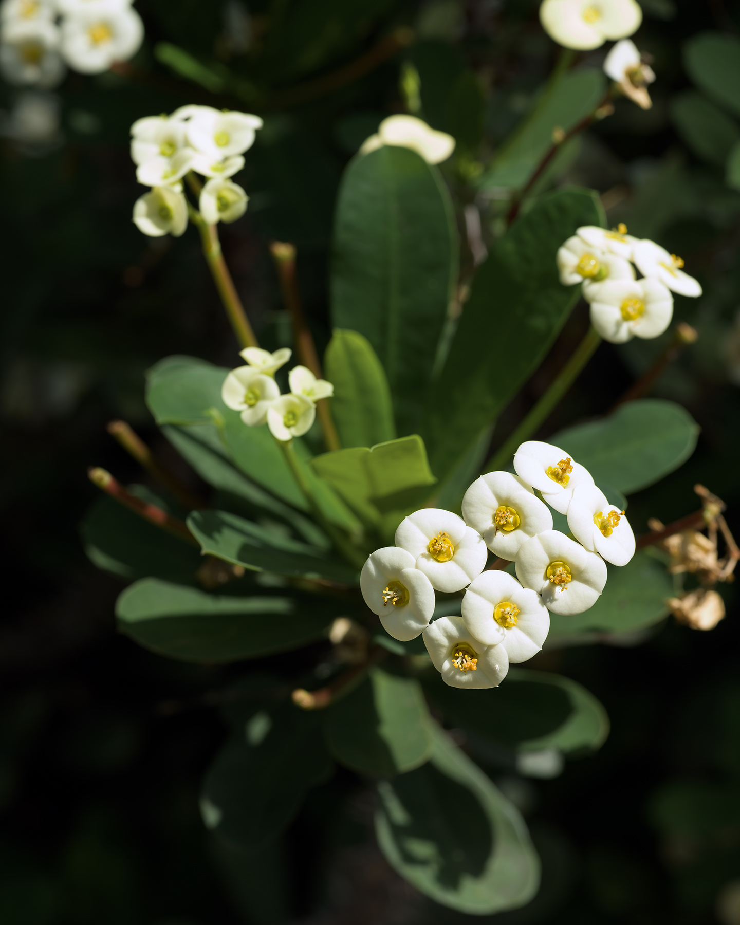 Flower - Small white flowers with yellow centers bloom among green leaves in dappled sunlight with a soft, dark background. - #whiteflowers #yellowcenters #greenleaves #macrophoto #flowerphotography #botanical #sunlight #softfocus #nature #garden