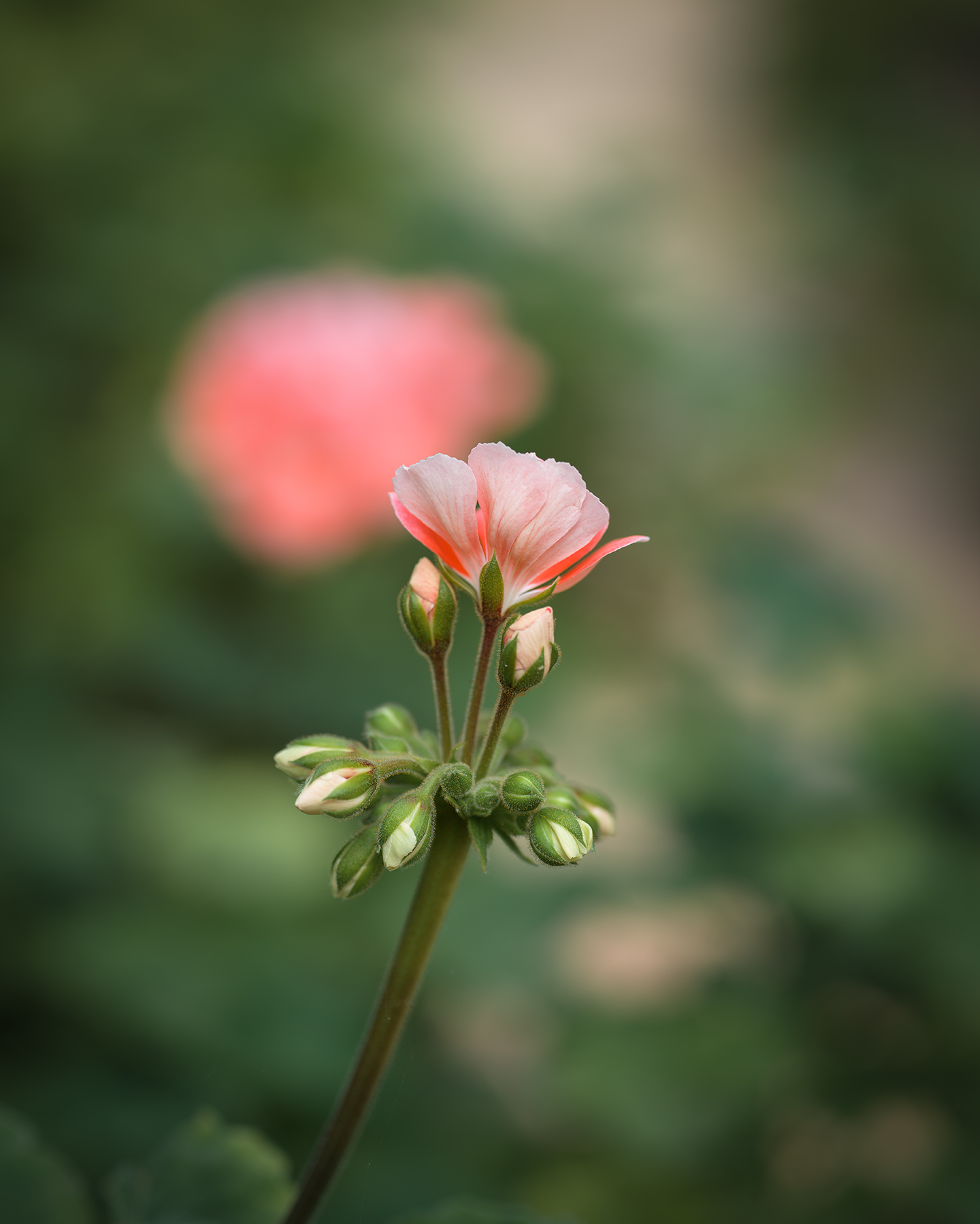 Flower - A pale pink flower with clustered buds rises against a soft green, blurred background in gentle natural light. - #flower #pinkflower #buds #macro #botanical #nature #softlight #bokeh #greenery #closeup
