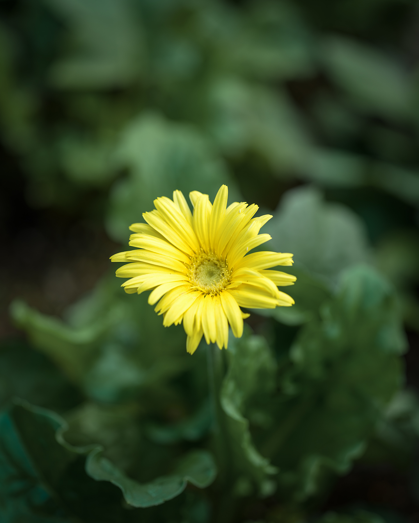 Flower - A bright yellow daisy-like flower stands in soft focus against dark green leaves. - #flower #yellowflower #daisylike #macro #closeup #nature #greenery #softfocus #bokeh #floral