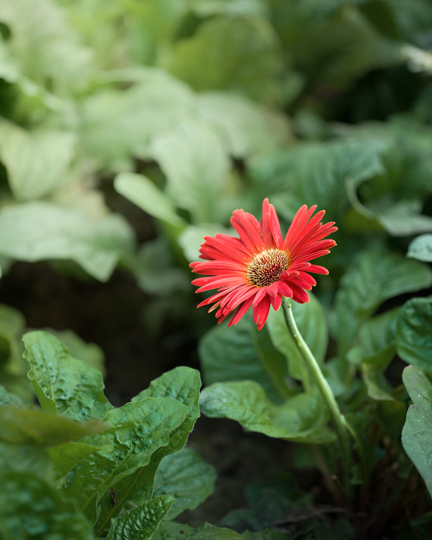 Flower - A red daisy-like flower rises from green foliage, isolated by shallow focus and soft natural light. - #RedFlower #FlowerPhotography #Garden #GreenLeaves #ShallowDepthOfField #NaturalLight #Botanical #Floral #NaturePhotography #SoftFocus