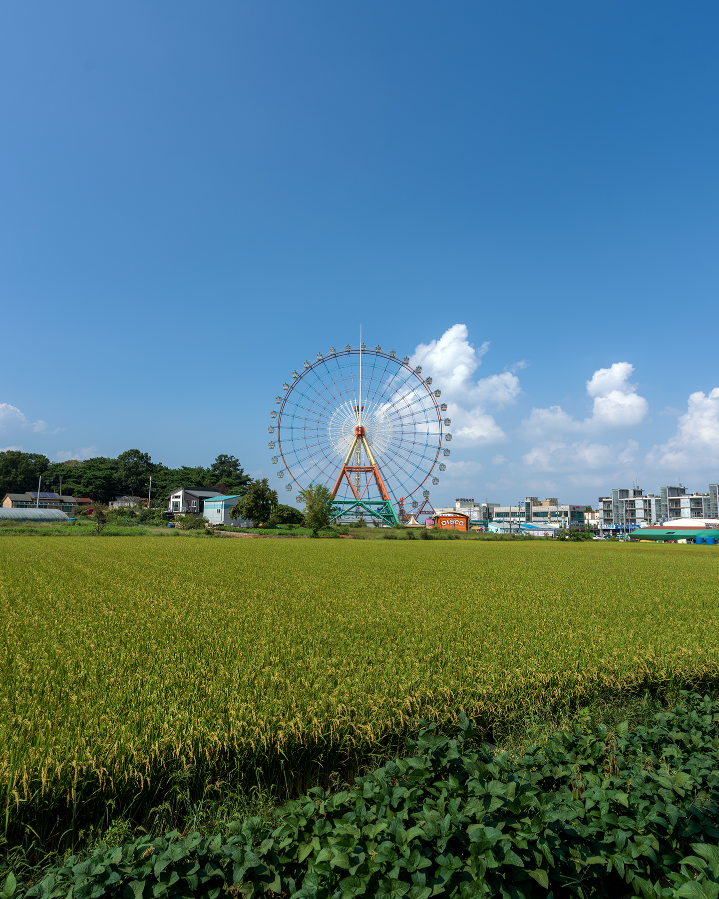 Sapgyo - A large Ferris wheel stands beyond lush green fields under a bright blue sky with scattered white clouds. - #Sapgyo #SapgyoLake #Sapgyoho #Dangjin #Chungcheongnamdo #SouthKorea