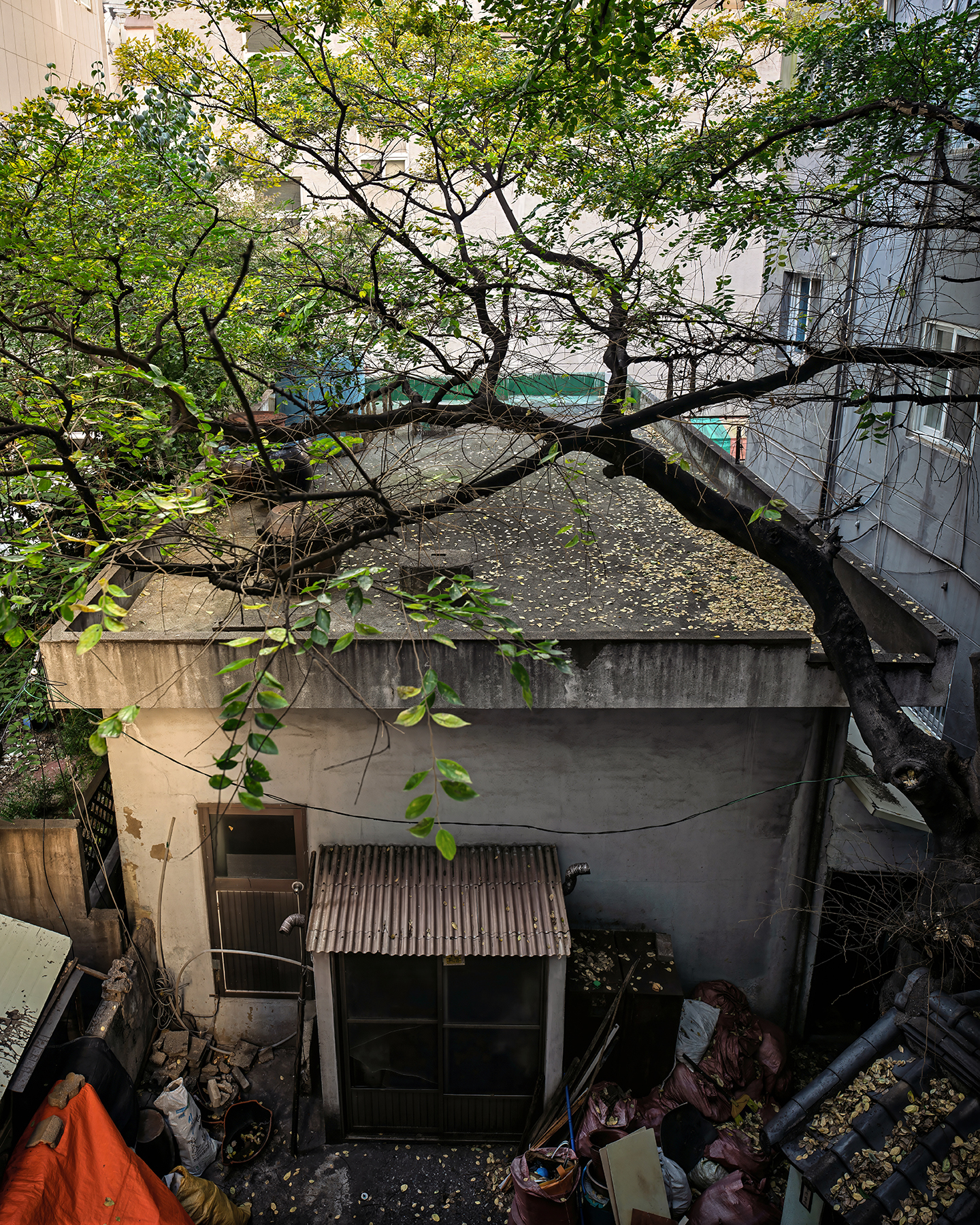 Abandoned House - A weathered courtyard house sits beneath tangled green branches, surrounded by nearby buildings, fallen leaves, and scattered debris in soft daylight. - #EmptyHouse #AbandonedHouse #VacantHouse #AbandonedHome #DesertedHouse #OldHouse #ForgottenPlace #UrbanDecay #AbandonedPlaces #Ru