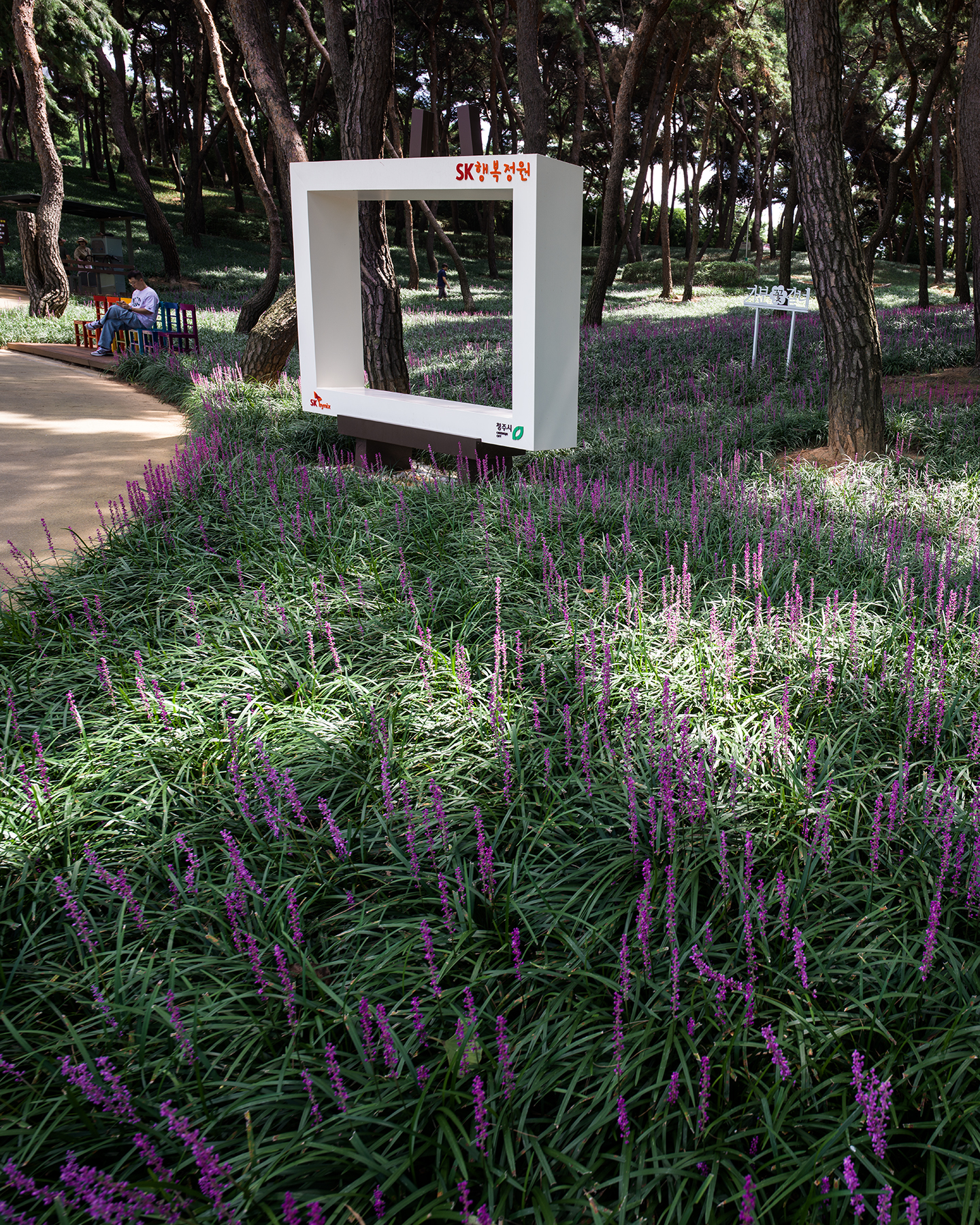 Lilyturf - Purple lilyturf blooms fill a shaded pine garden, leading toward a white frame sign beside a quiet path in dappled light. - #LiriopeMuscari #Liriope #Lilyturf #PurpleFlowers #PurpleBloom #MuskLily #Cheongju #CheongjuCity #CheongjuKorea #CheongjuPark