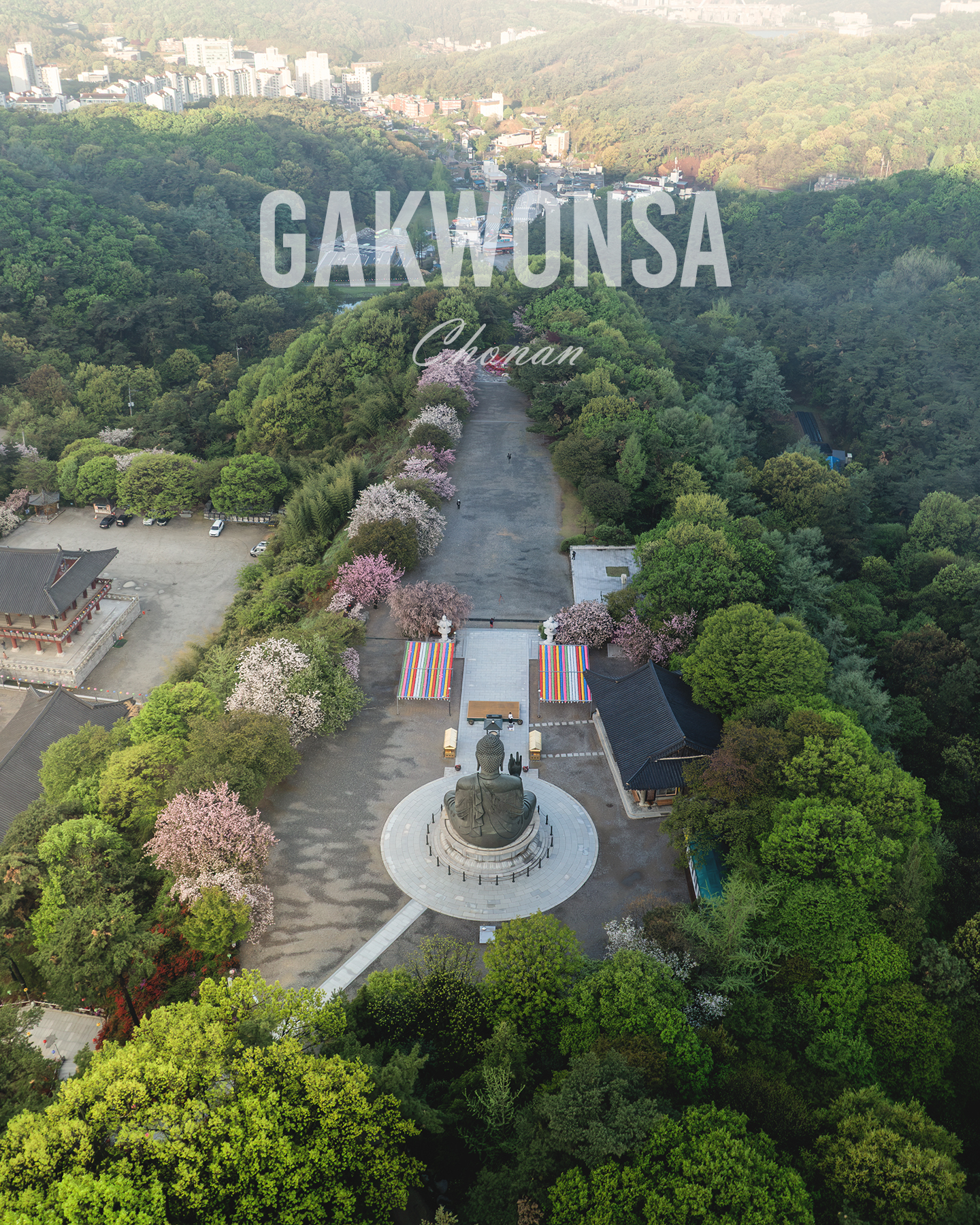 Gakwon Temple - An aerial view shows a large Buddha statue and temple grounds amid dense green forest and spring blossoms in soft light. - #Gakwonsa #GakwonsaTemple #Cheonan #CheonanTravel #KoreanTemple #BuddhistTemple #KoreanBuddhism #TemplePhotography #TempleArchitecture #KoreanArchitecture