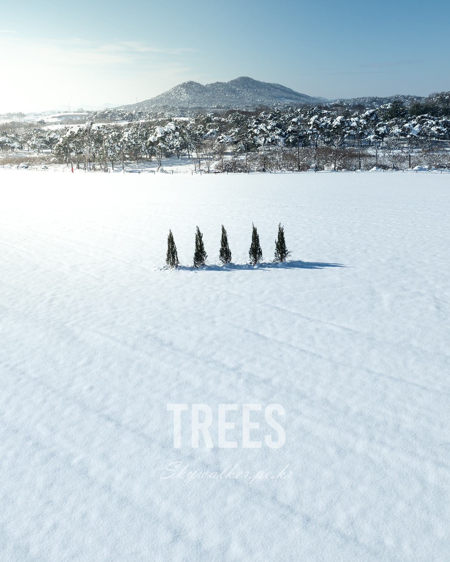 Trees - Five evergreen trees stand in a snowy field, casting long shadows beneath bright winter light with forested hills in the distance. - #TreesInTheSnow #WinterTrees #SnowyLandscape #SnowCovered #WinterLandscape #SnowField #SnowyTrees #WinterPhotography #LandscapePhotography #NaturePhotography