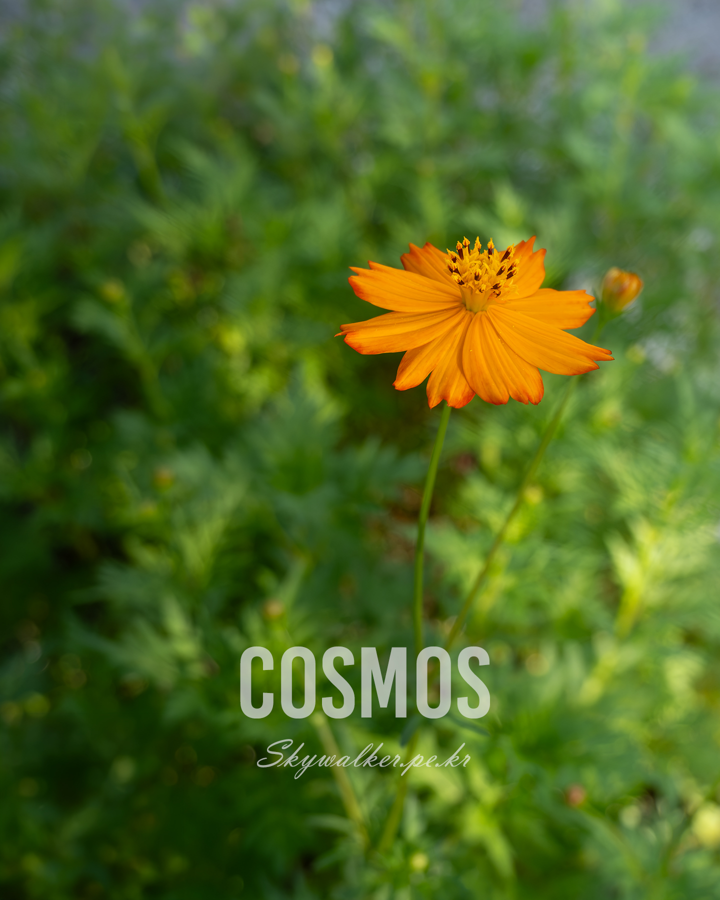 Cosmos - An orange flower stands against soft green foliage, lit by gentle natural light with a shallow depth of field. - #cosmos #orangeflower #flowerphotography #garden #naturephotography #softfocus #bokeh #greenbackground #naturallight #botanical