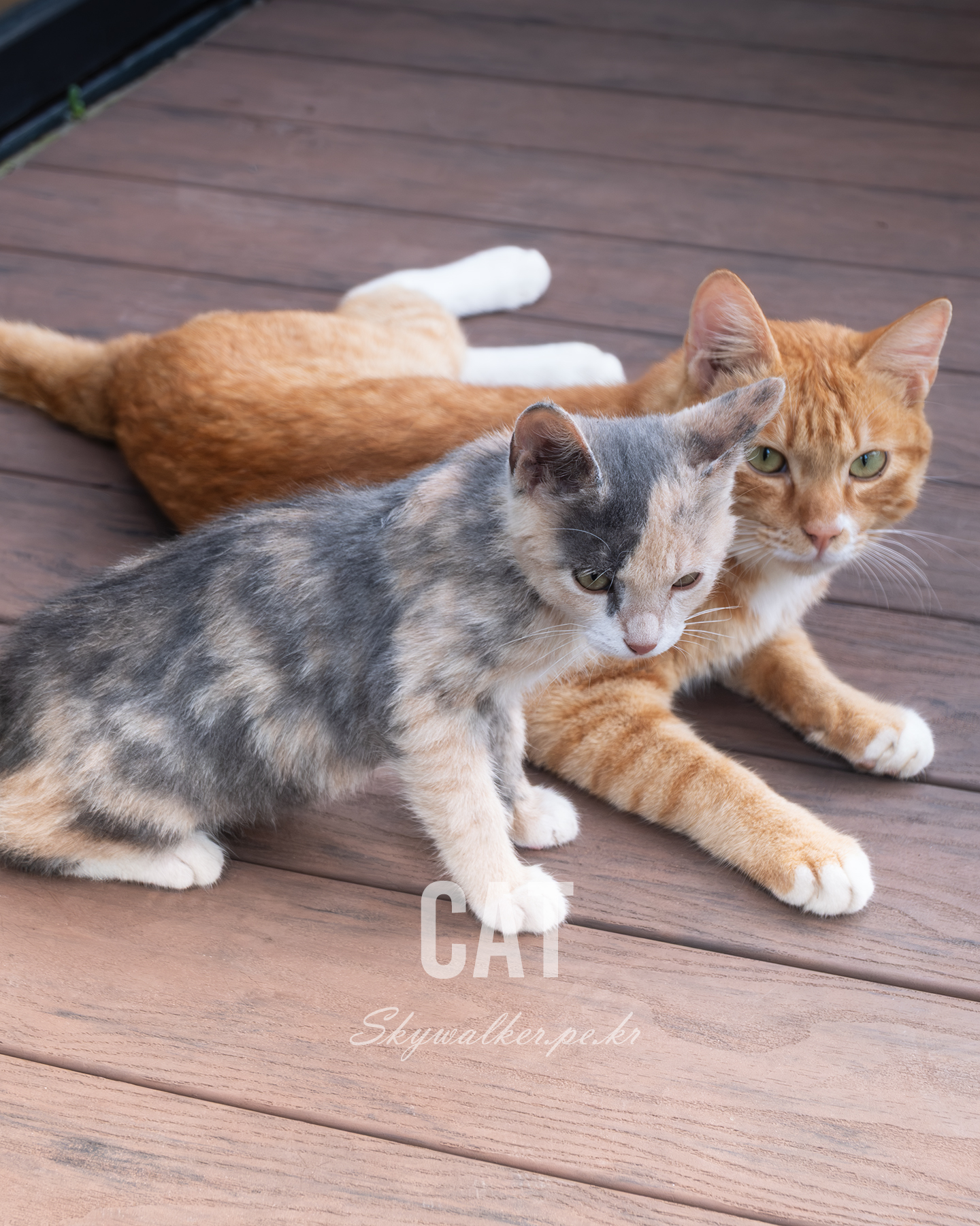 Cat - A gray-and-cream kitten stands beside an orange tabby cat resting on a wooden deck in soft natural light. - #cats #kitten #orangetabby #calicocat #woodendeck #naturallight #petphotography #feline #catportrait #calmmood