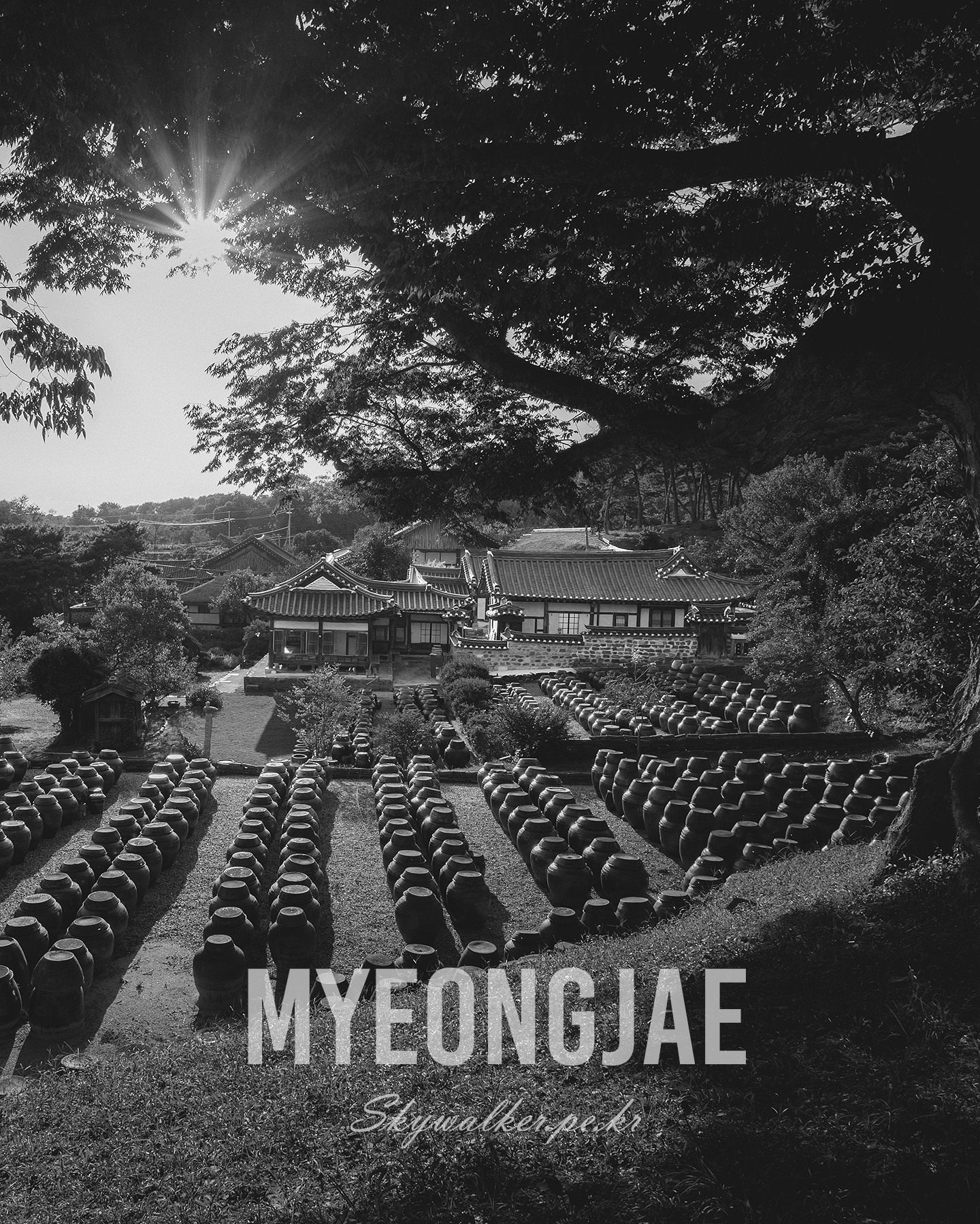 Myeongjae - Sunlight filters through a broad tree over tiled hanok roofs and rows of earthenware jars in a quiet garden. - #BlackAndWhite #Monochrome #TraditionalArchitecture #Hanok #EarthenwareJars #TreeCanopy #Sunburst #Courtyard #KoreanHeritage #Landscape