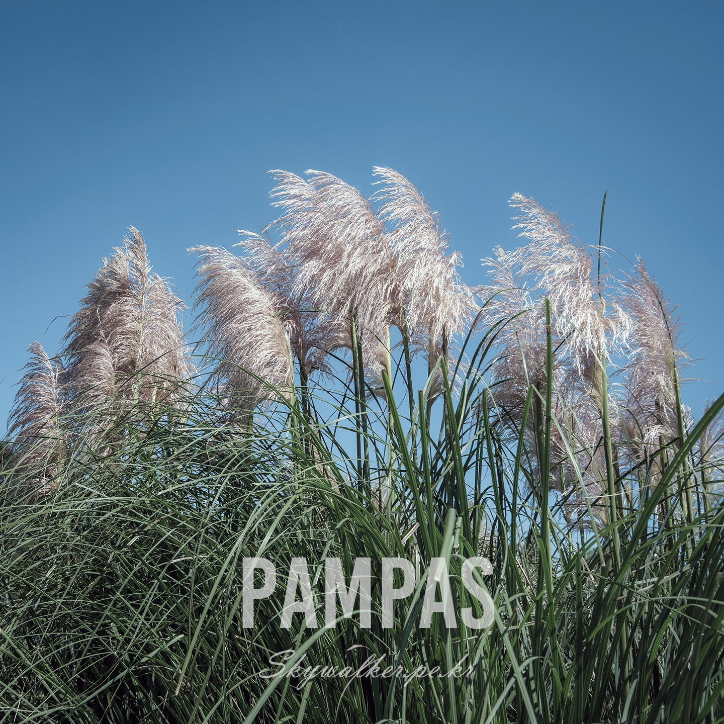 Pampas Grass - Black-and-white pampas grass plumes rise above dense blades against a clear sky, lit with crisp contrast from a low angle. - #PampasGrass #OrnamentalGrass #BlueSky #NaturePhotography #GrassPlumes #Botanical #BrightLight #LowAngle #GreenBlades #OutdoorScene