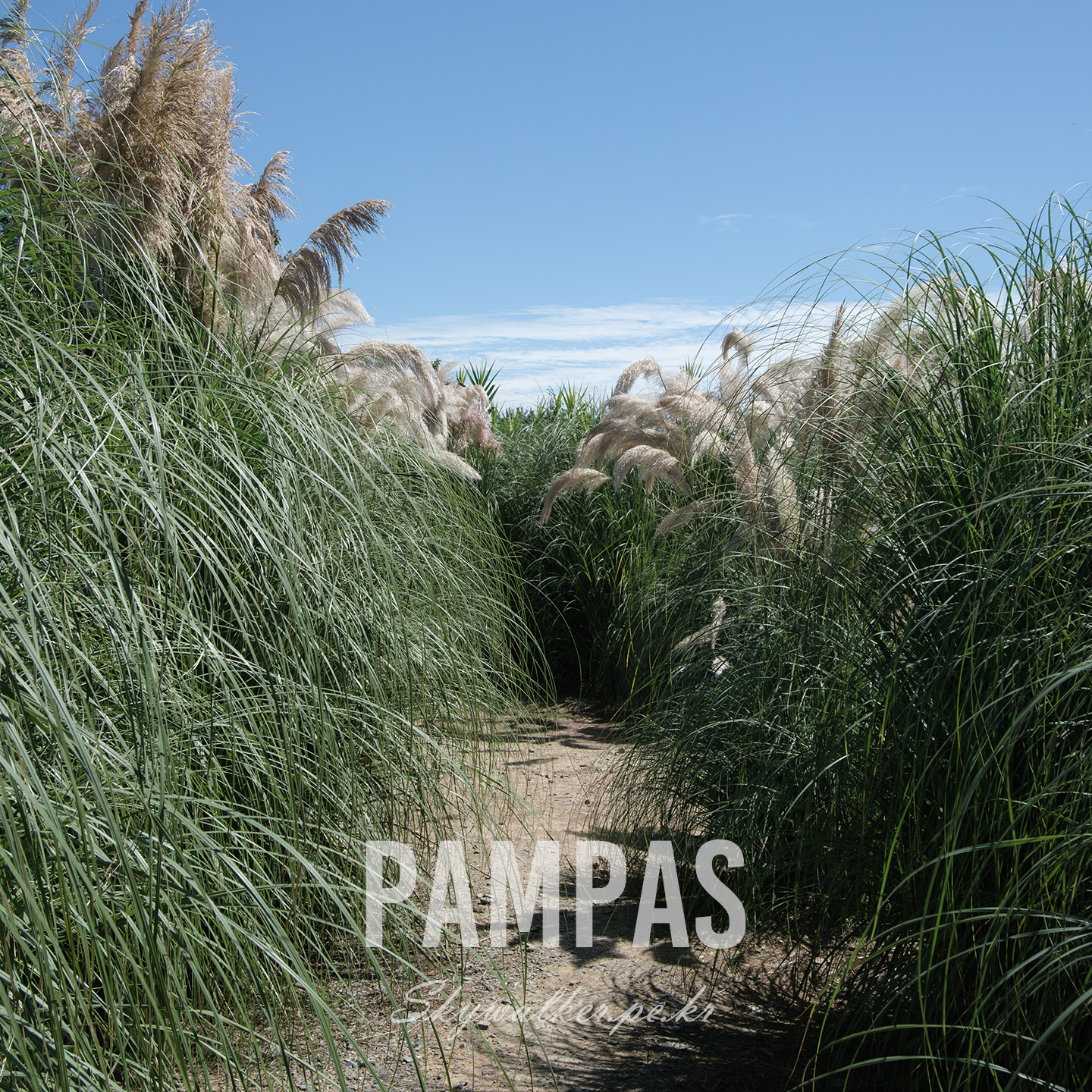 Pampas Grass - A narrow dirt path winds through tall pampas grass under a clear blue sky in bright daylight. - #PampasGrass #Grassland #NaturePhotography #BlueSky #DirtPath #TallGrass #OutdoorScene #NaturalLight #Landscape #Botanical
