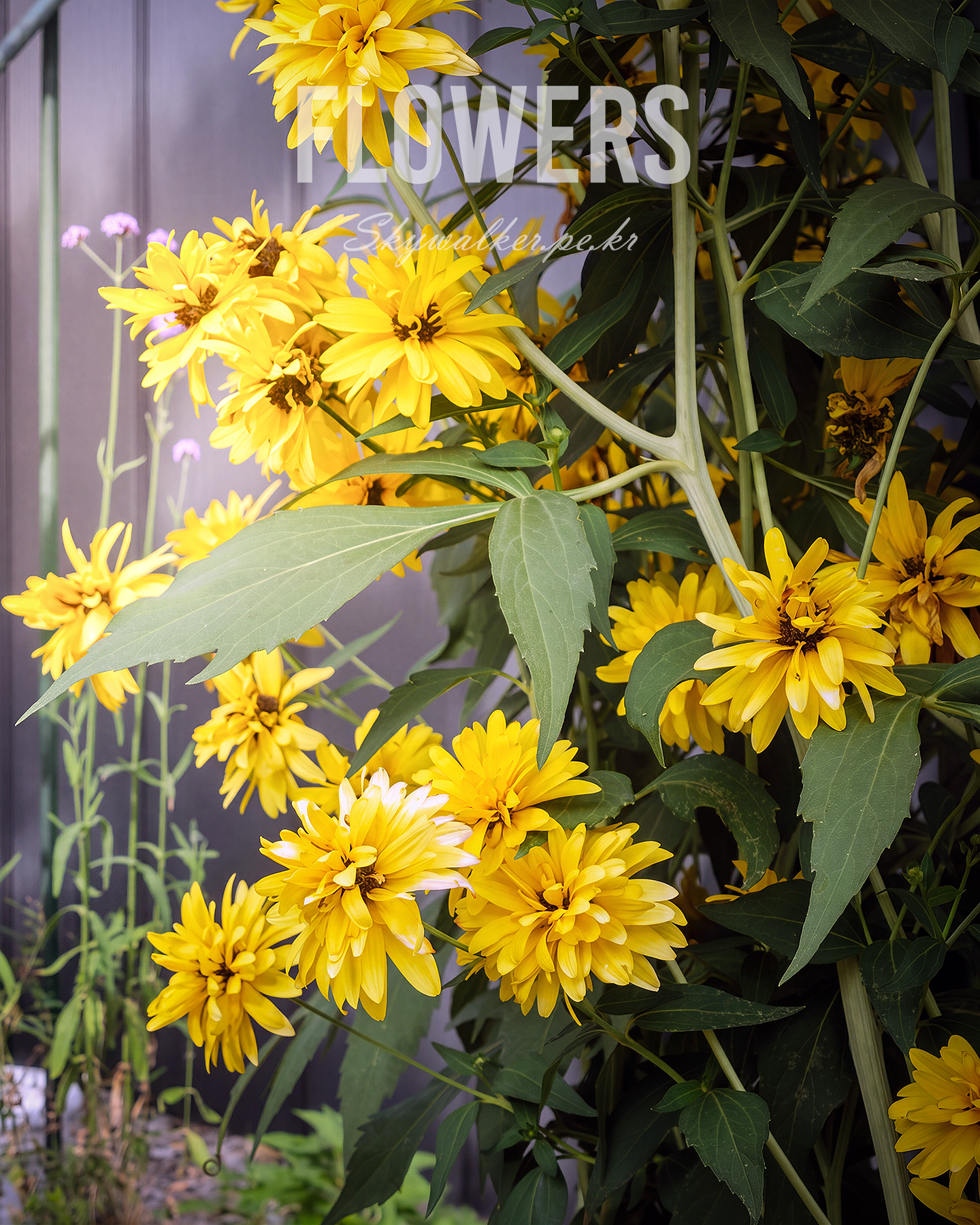 Flowers - Bright yellow flowers cluster among green leaves against a muted wall, lit by soft natural light. - #yellowflowers #gardenflowers #floralphotography #flowerportrait #greenleaves #naturallight #softlight #botanical #closeup #summerblooms