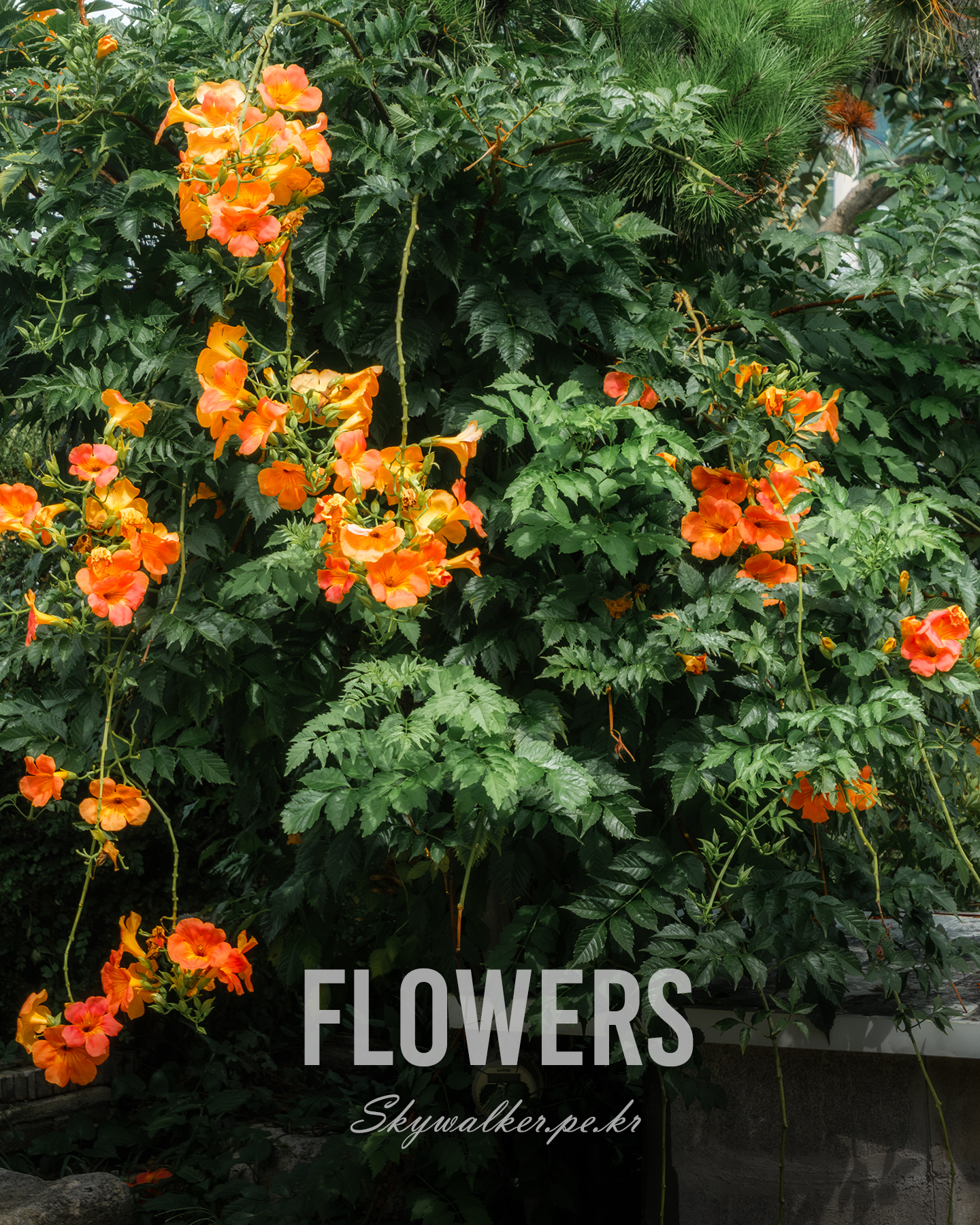 Flowers - Orange trumpet-shaped flowers hang among dense green foliage, lit by soft dappled sunlight in a lush garden scene. - #Flowers #OrangeFlowers #GreenFoliage #Garden #Botanical #FloralPhotography #Nature #DappledLight #LushGreenery #Bloom
