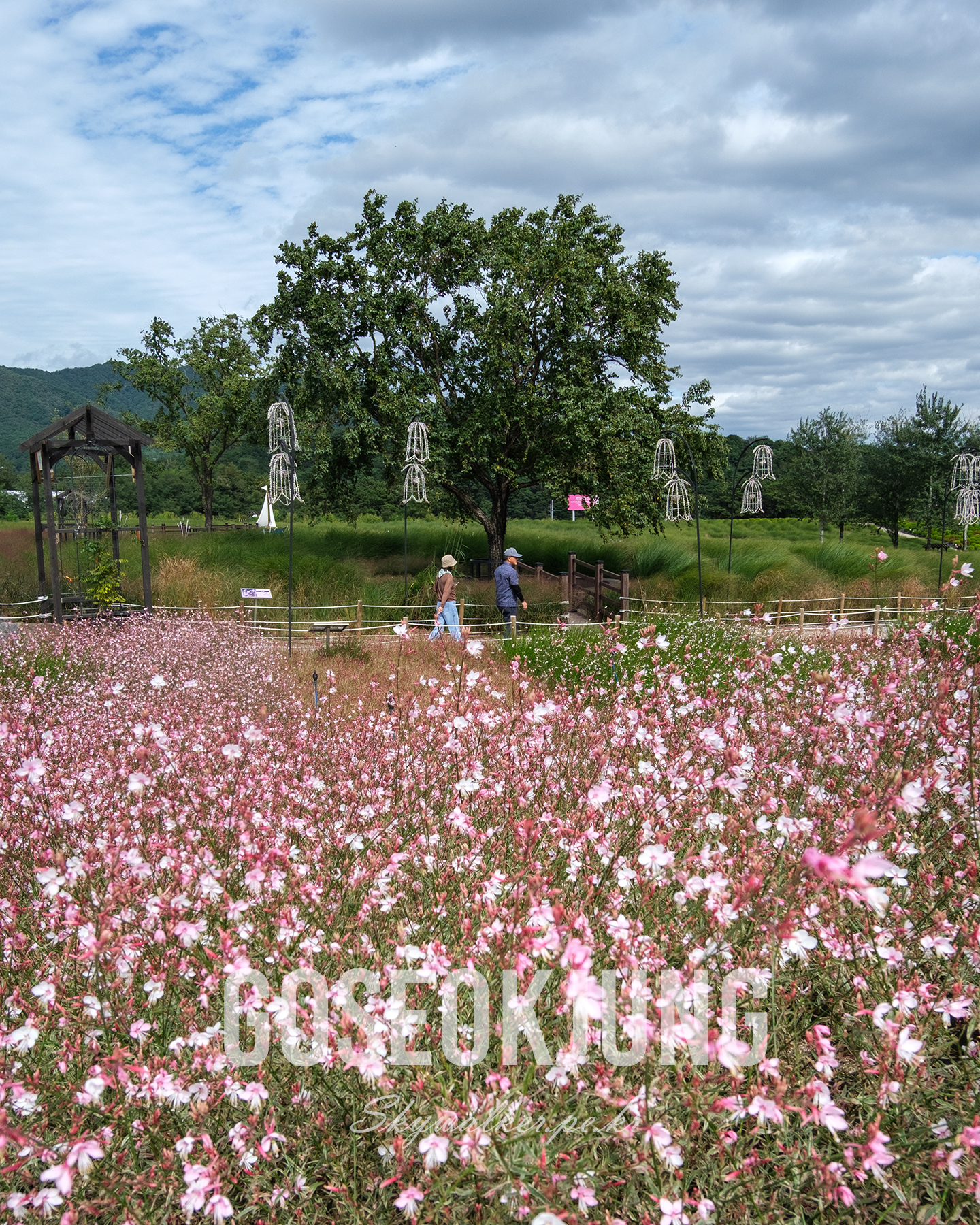 Goseokjung - Pink flowers fill the foreground as two visitors walk through a green garden beneath a large tree and cloudy sky. - #Goseokjung #FlowerField #PinkFlowers #GardenWalk #CloudySky #LandscapePhotography #NatureScene #GreenGarden #TravelPhotography #ScenicView