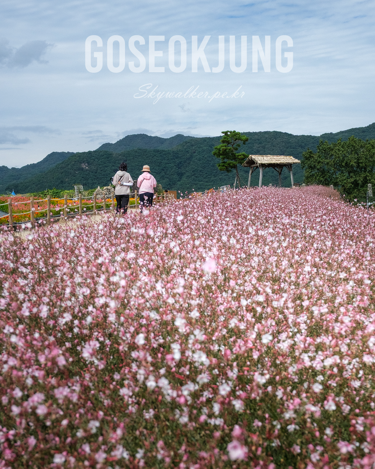 Goseokjung - Two people walk beside a field of pink and white flowers, with wooded mountains and a cloudy sky beyond. - #Goseokjung #FlowerField #PinkFlowers #MountainView #CloudySky #LandscapePhotography #TravelPhotography #NatureWalk #ScenicView #OvercastLight